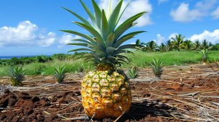 Stunning HD Pineapple Images for Your Digital Background