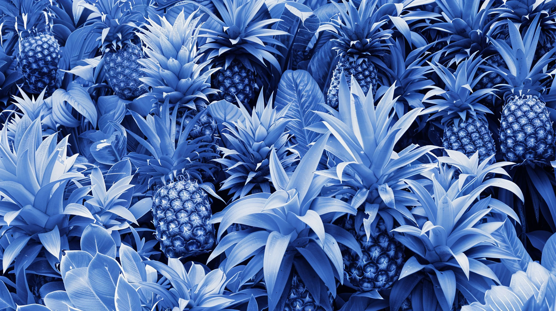 Royalty-Free Blue Pineapple Picture for Download