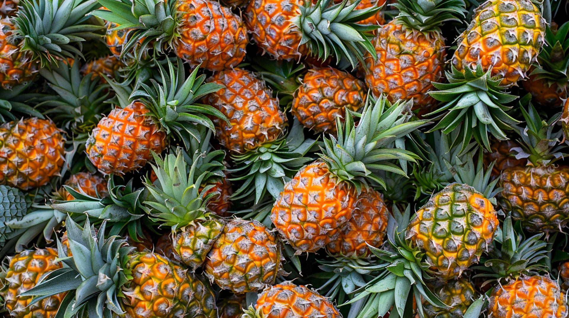 Free Download: High-Quality Pineapple Wallpaper Images