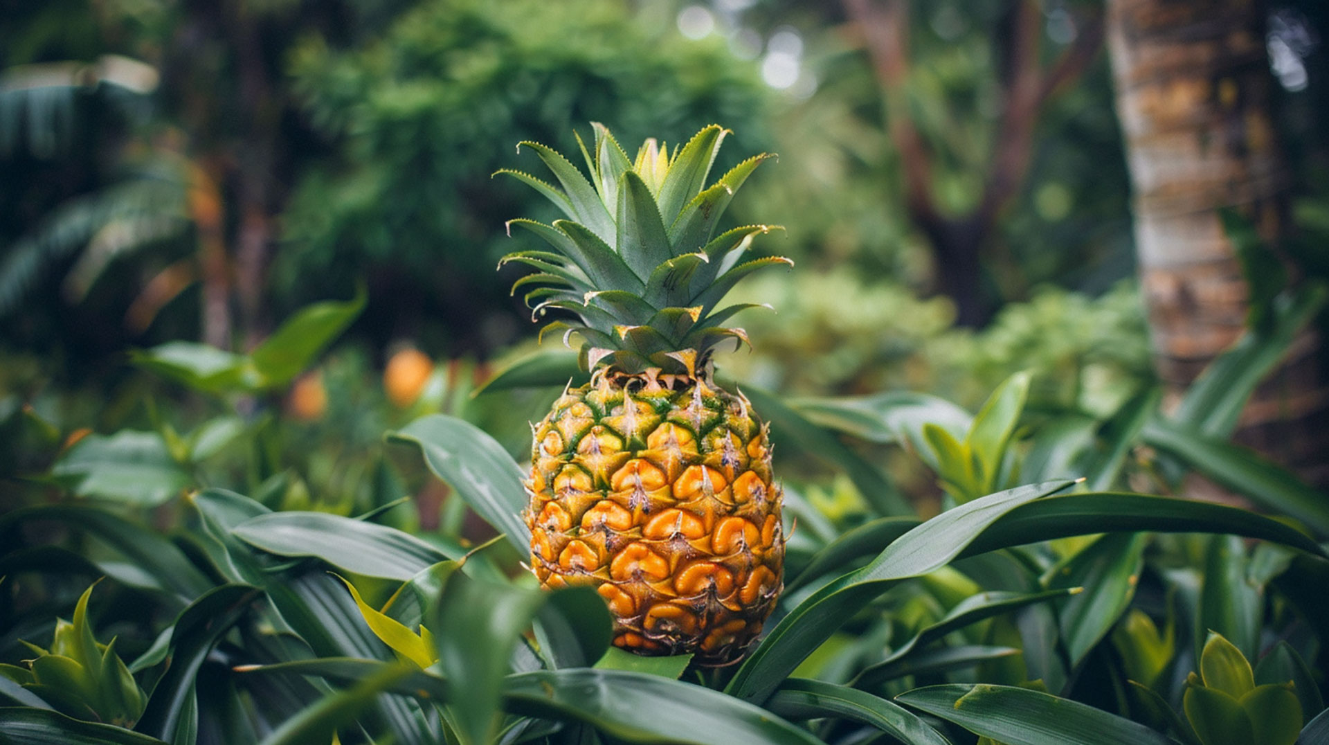 Download Free Pineapple Wallpapers in Various Resolutions