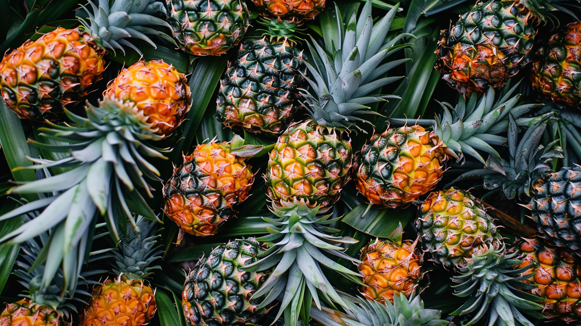 Pineapple Wallpaper: HD Quality for Your Desktop