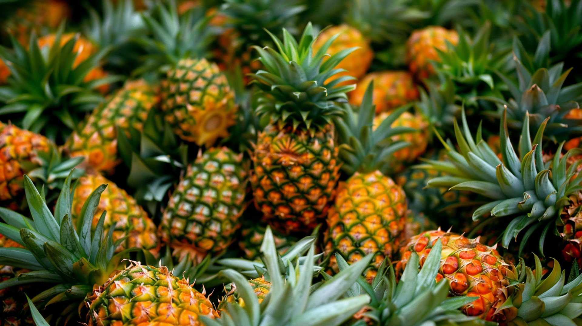 Free Download: Adorable Pineapple Wallpaper Images