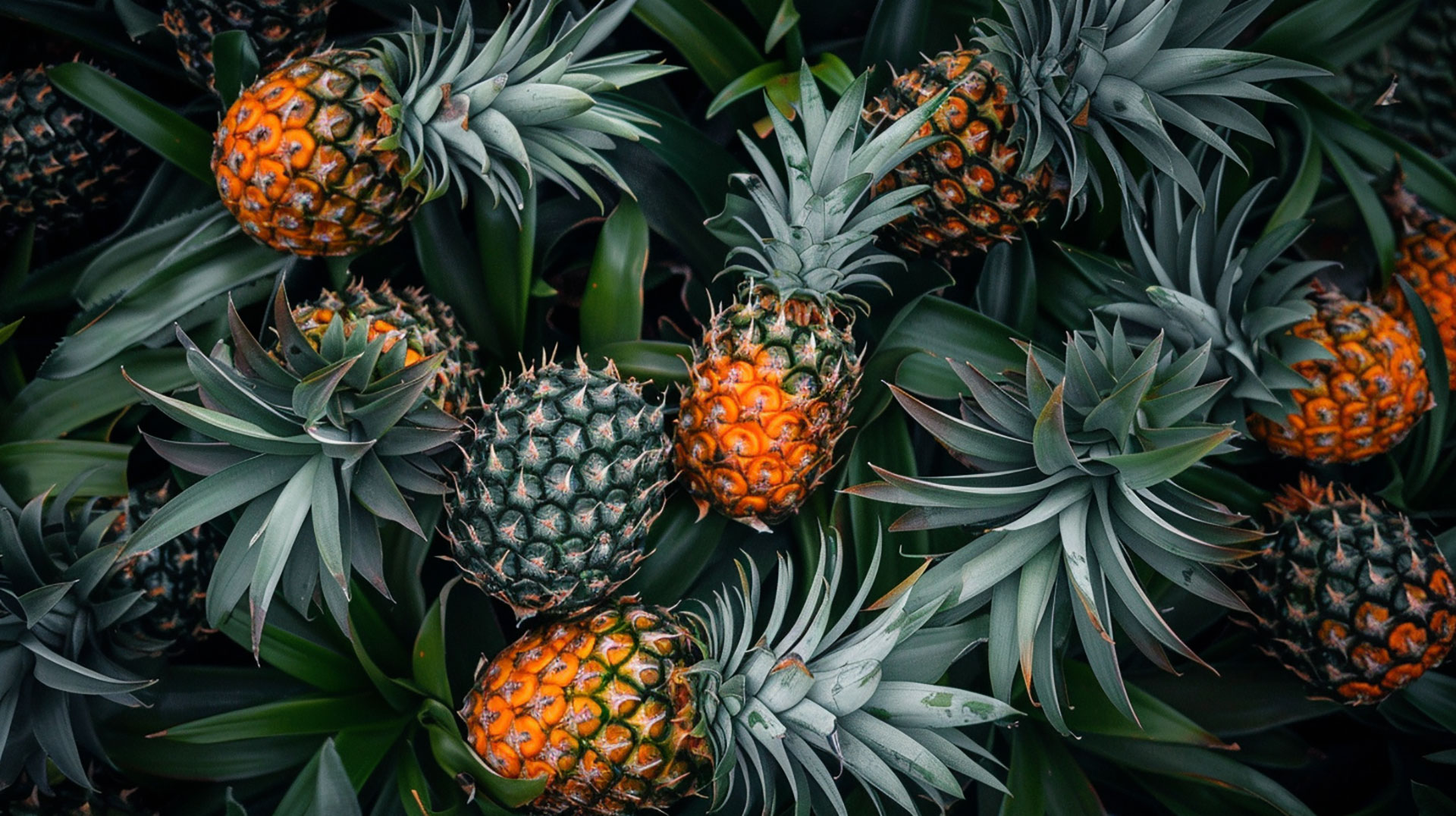 Refreshing Pineapple Wallpaper: Bring Tropical Vibes to Your Desktop