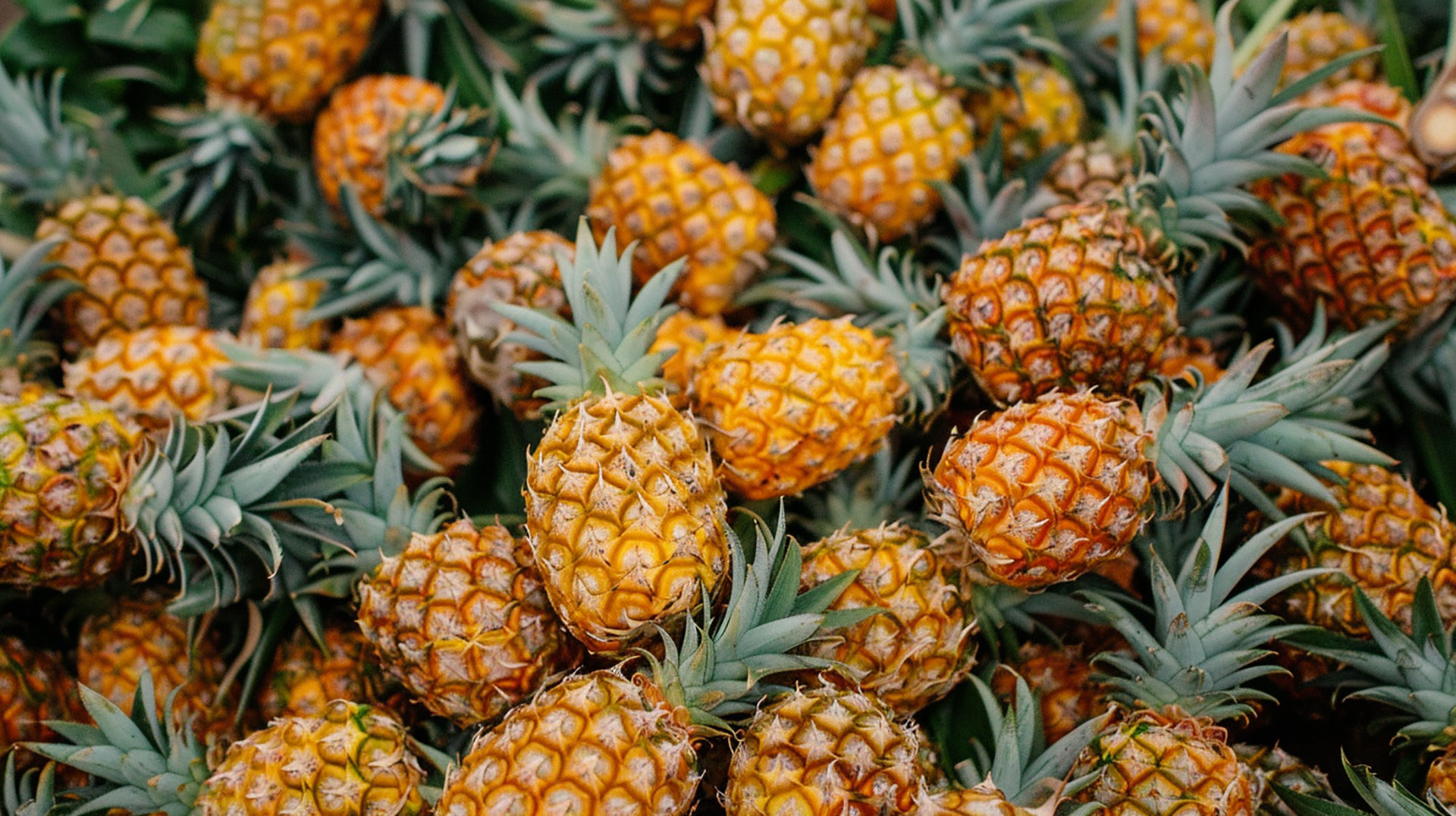 Colorful Pineapple Wallpaper in Royalty-Free HD