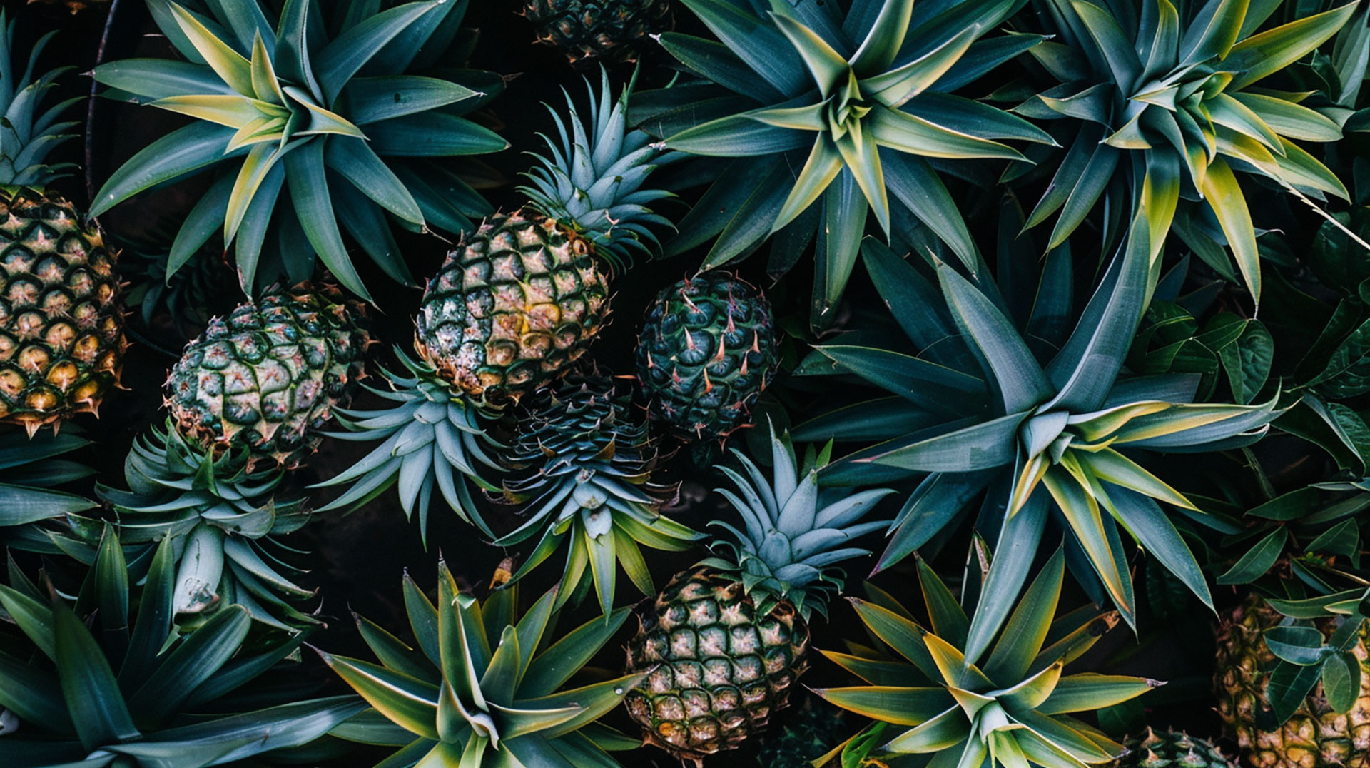 Download High-Quality Pineapple Wallpaper for Free