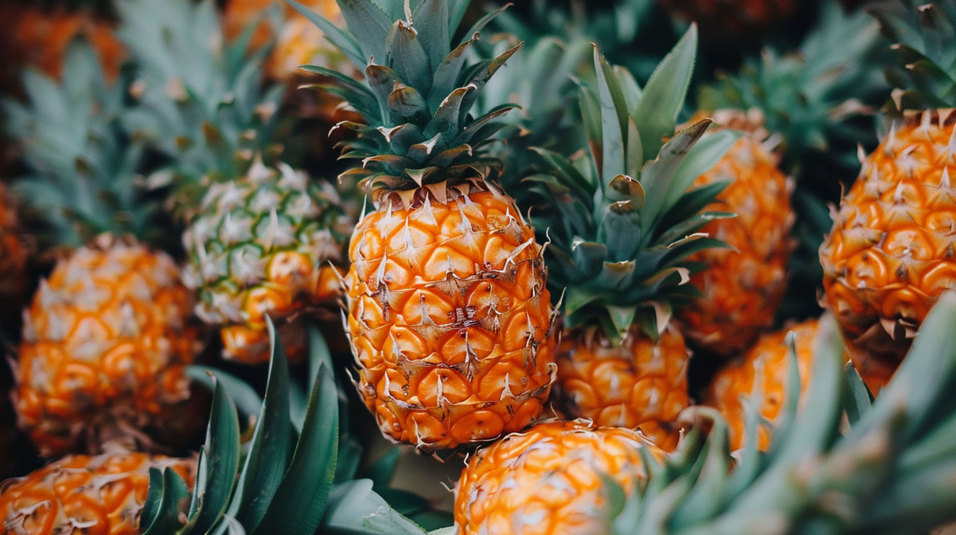 Freshen Up Your Device with Free Pineapple HD Wallpapers