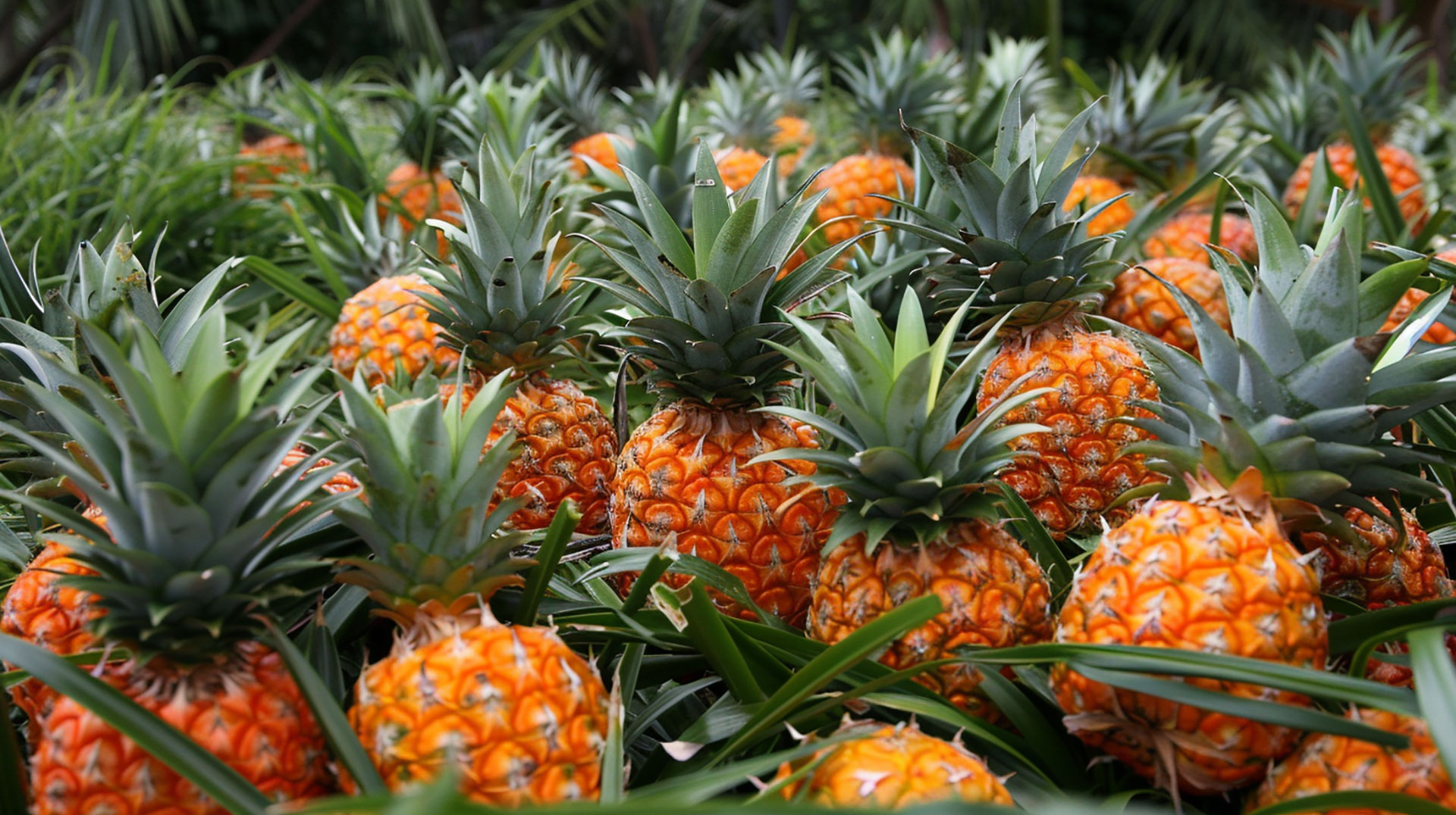 Download Free Pineapple Stock Photos for Commercial Use