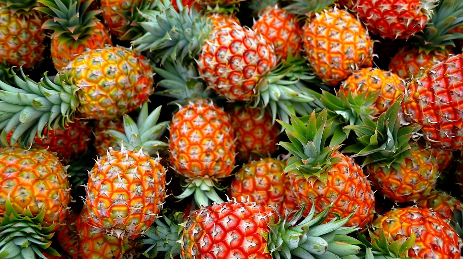 Download Free Pineapple Pictures for Your Projects