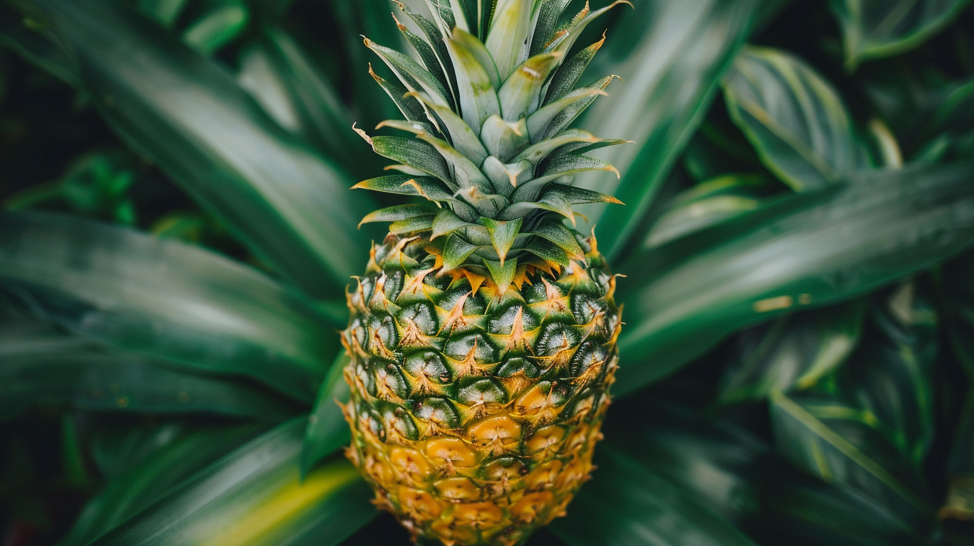 Pineapple Plant HD Wallpapers for Desktop and Mobile