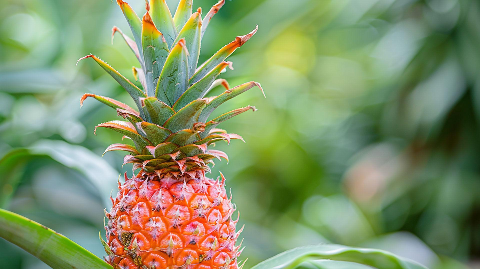 Stunning Pineapple Plant Pictures for Desktop Backgrounds