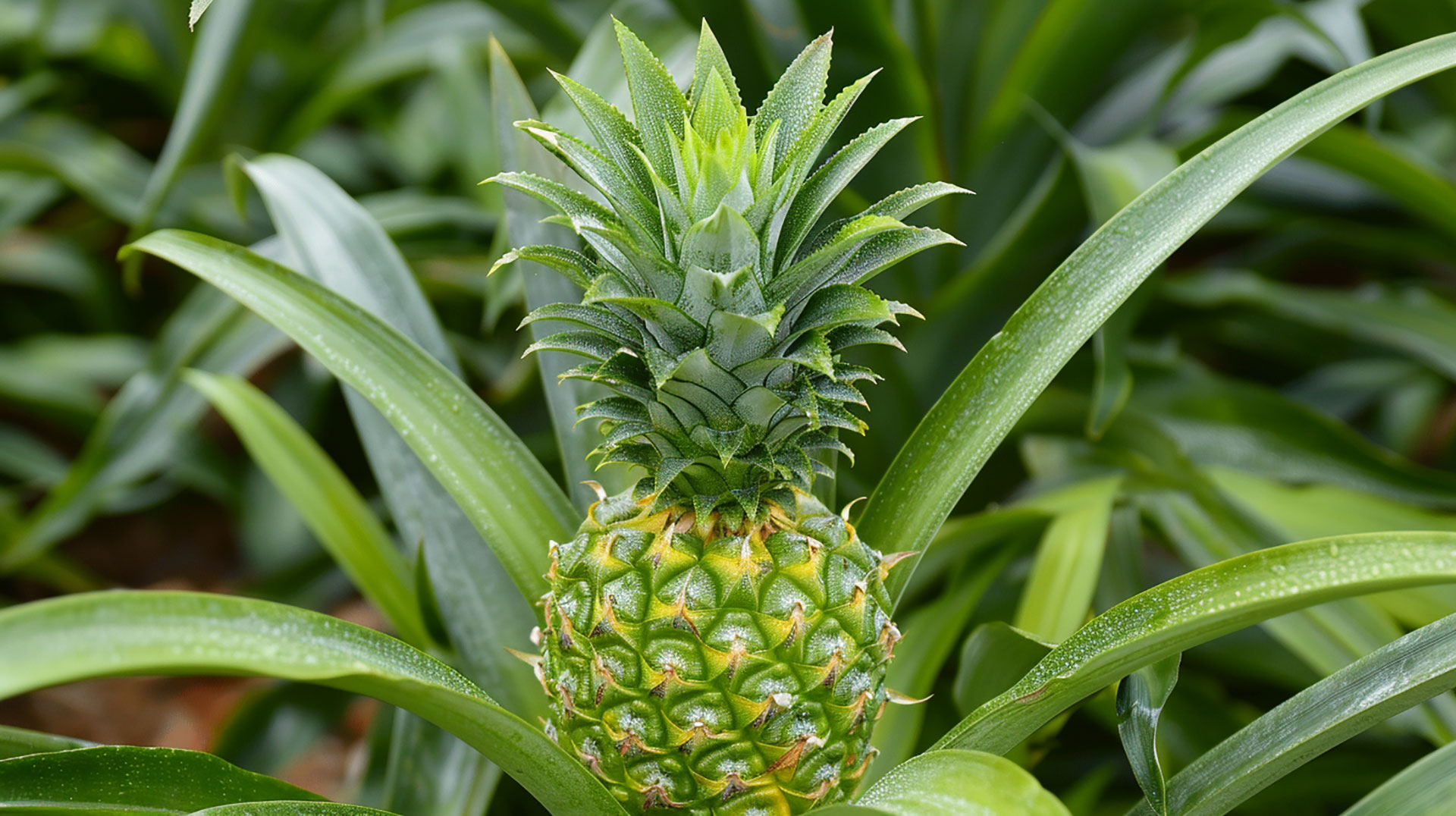 Enhance Your Desktop with 4K Ultra HD Pineapple Plant Wallpapers