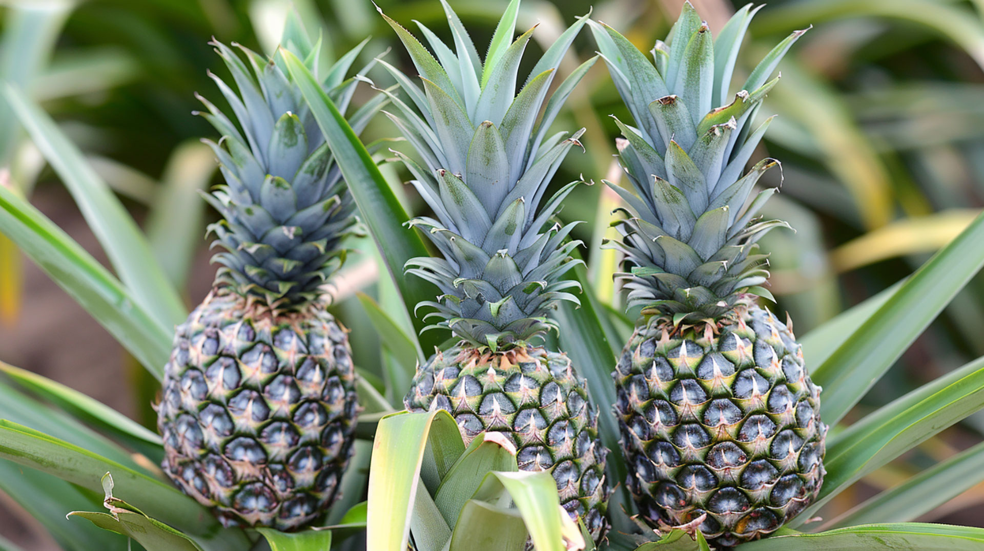 Stunning Images of Pineapple Plants in Nature