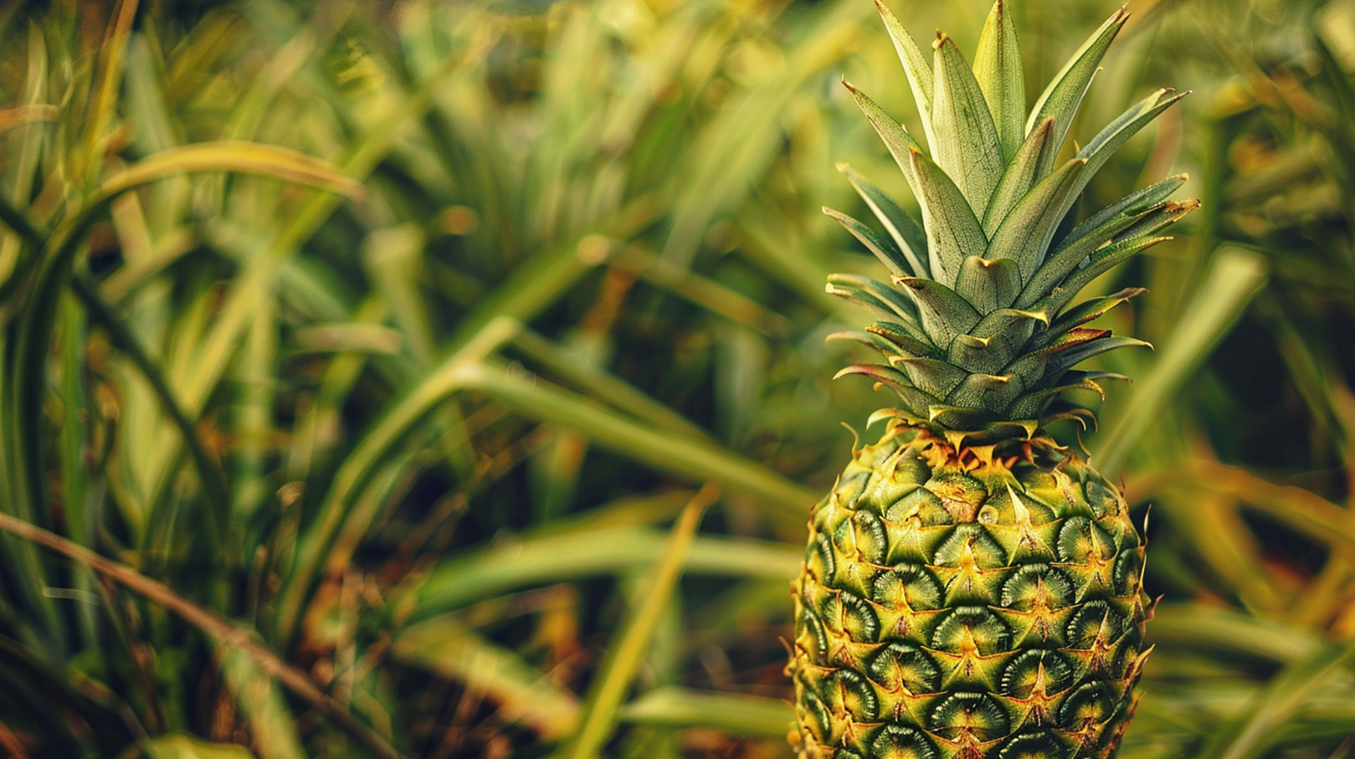 HD Pics of Lush Pineapple Fields