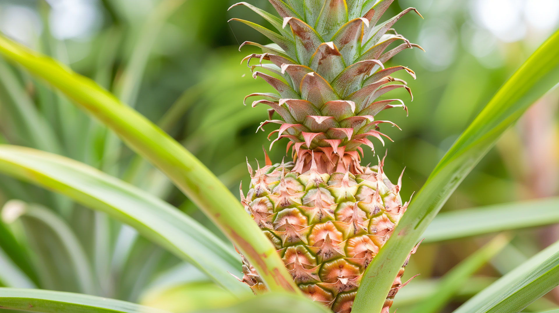 Free HD Wallpapers of Pineapple Plantations