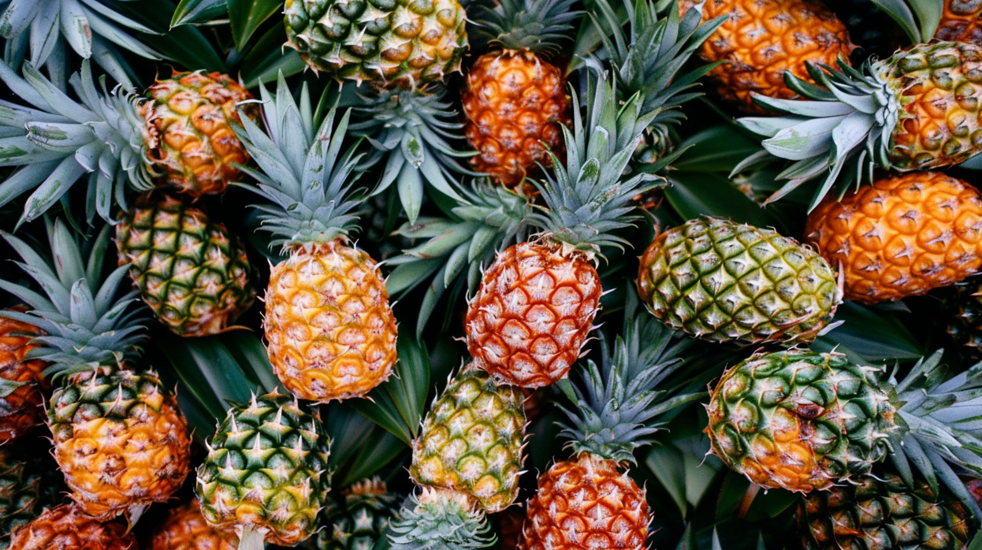 High-Resolution Pineapple Stock Photos Available for Free