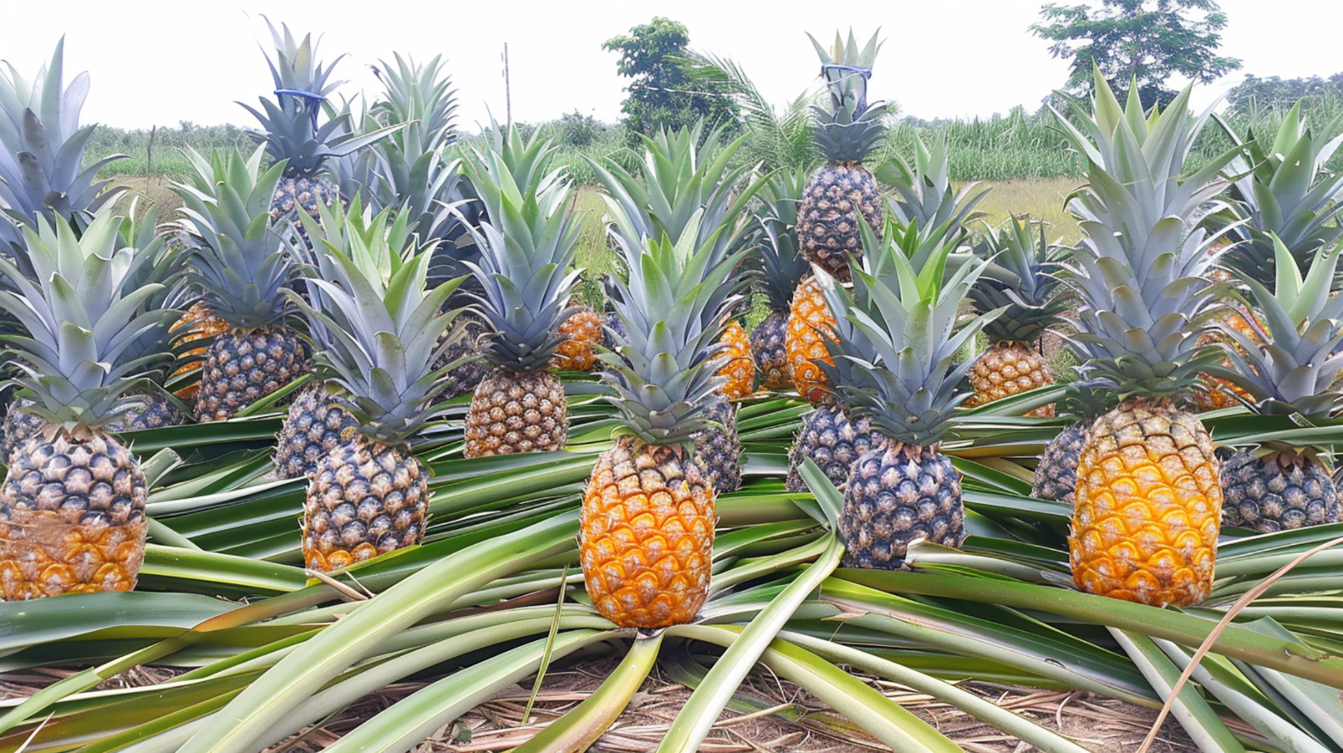 Explore Beautiful Pineapple Wallpaper Collections