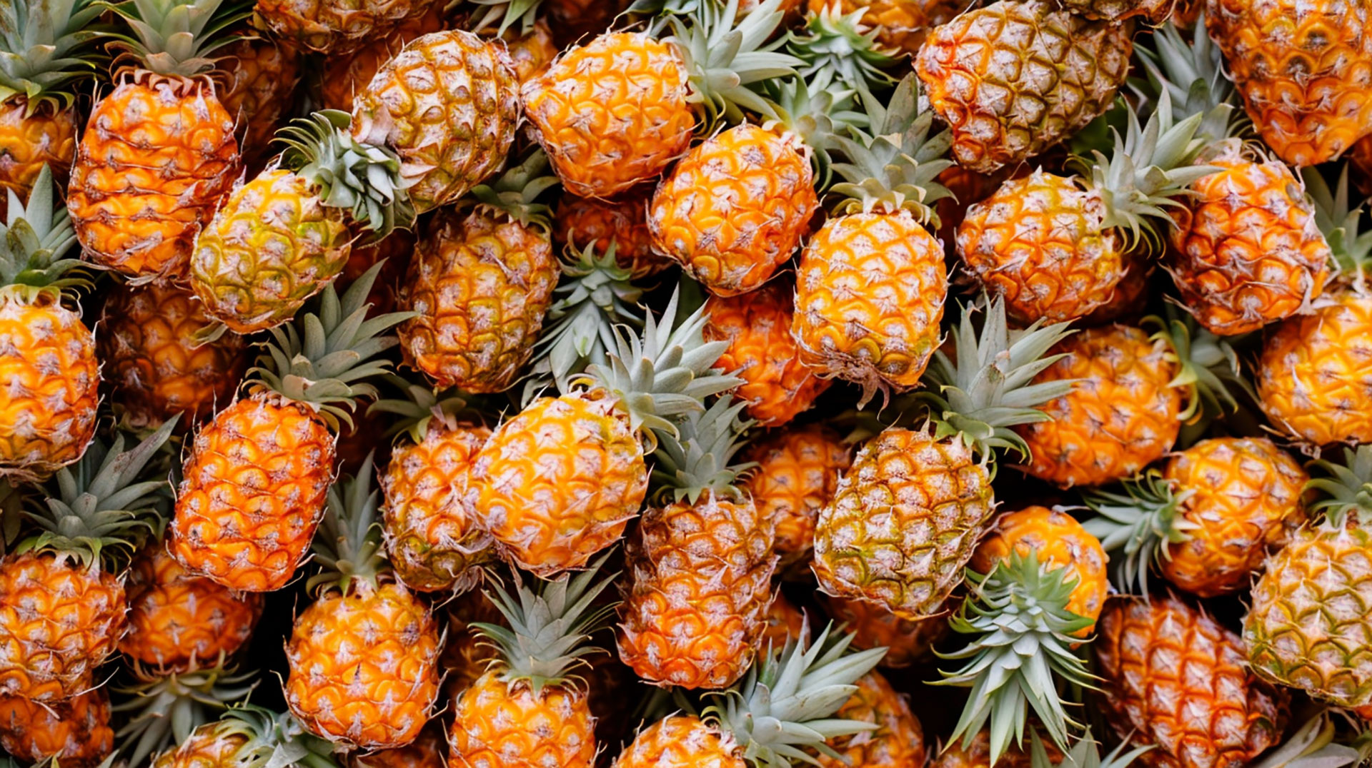 Download Free Pineapple Images in 1920x1080 Resolution