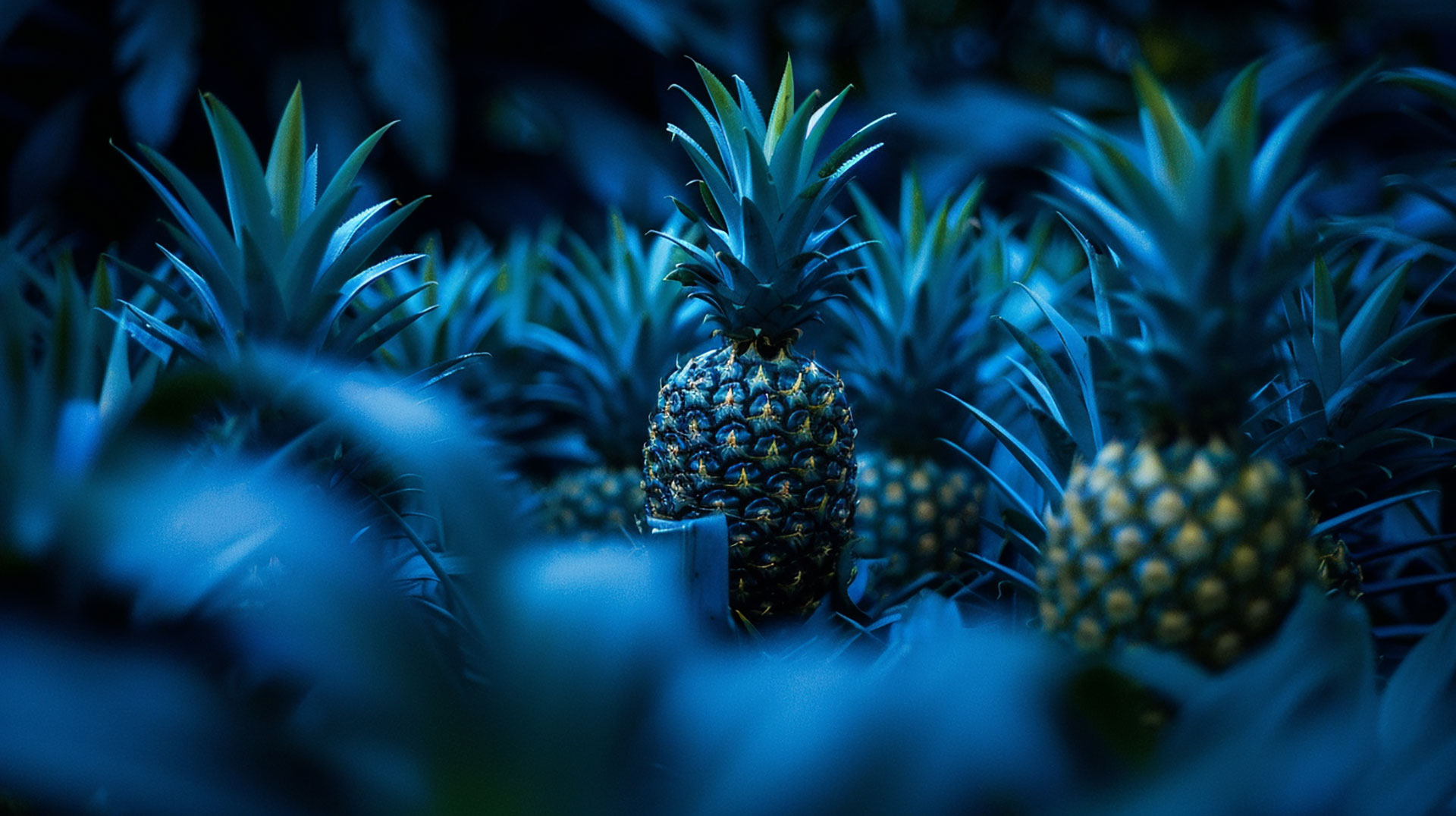 Captivating Pineapple Digital Backgrounds in High Definition