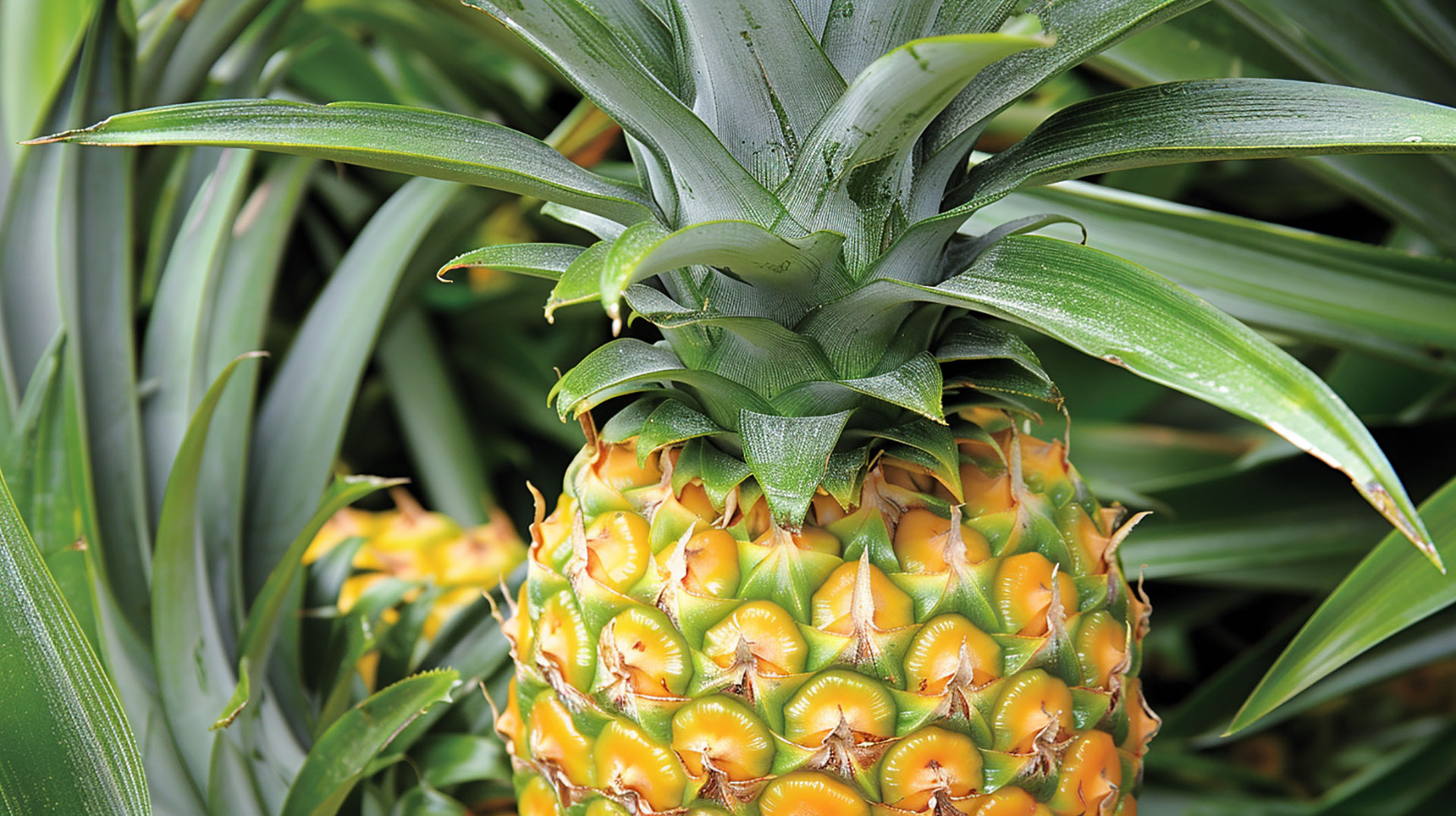 High-Resolution Pineapple Tree Wallpaper for Desktop and Mobile