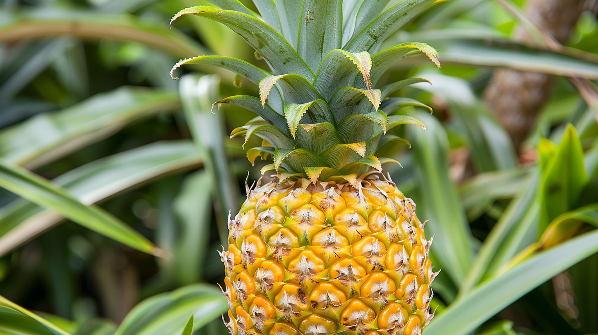 Explore Nature's Beauty with this Pineapple Tree Picture