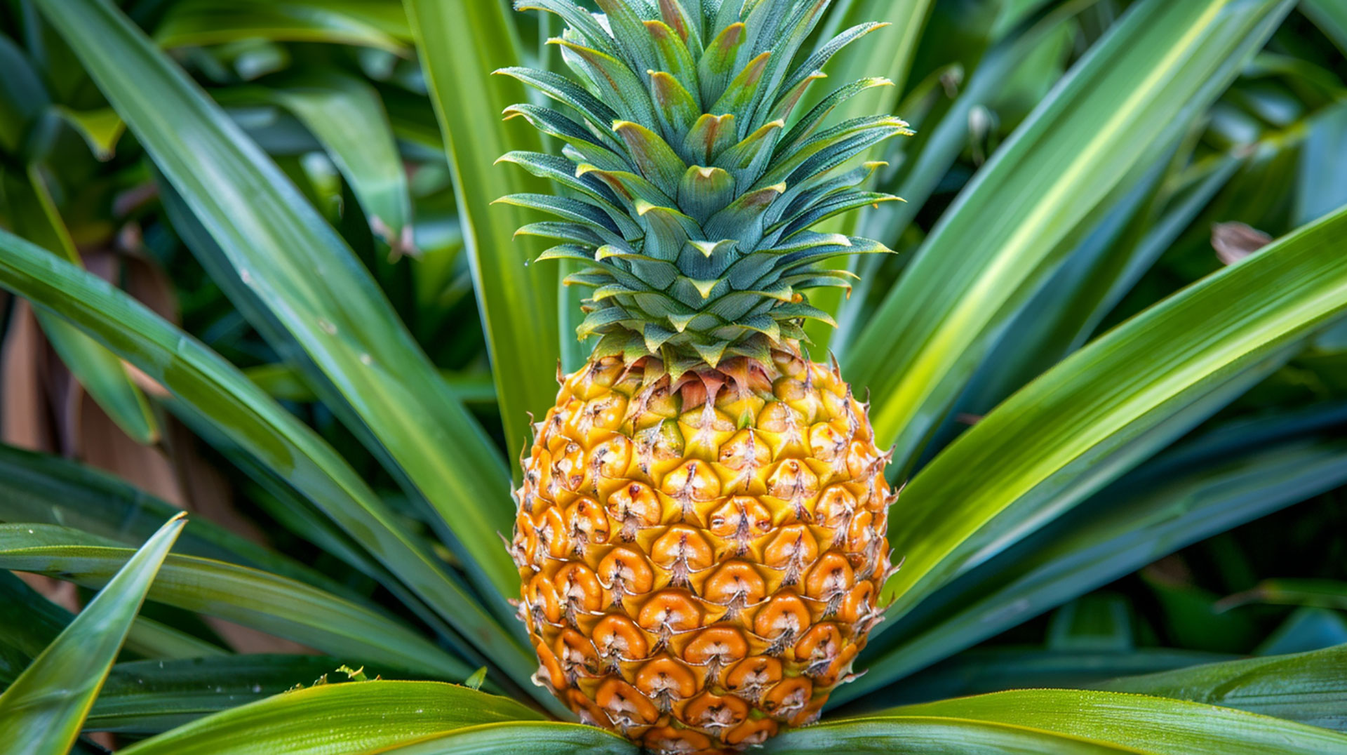 Pineapple Tree HD Wallpaper Suitable for Various Screen Sizes