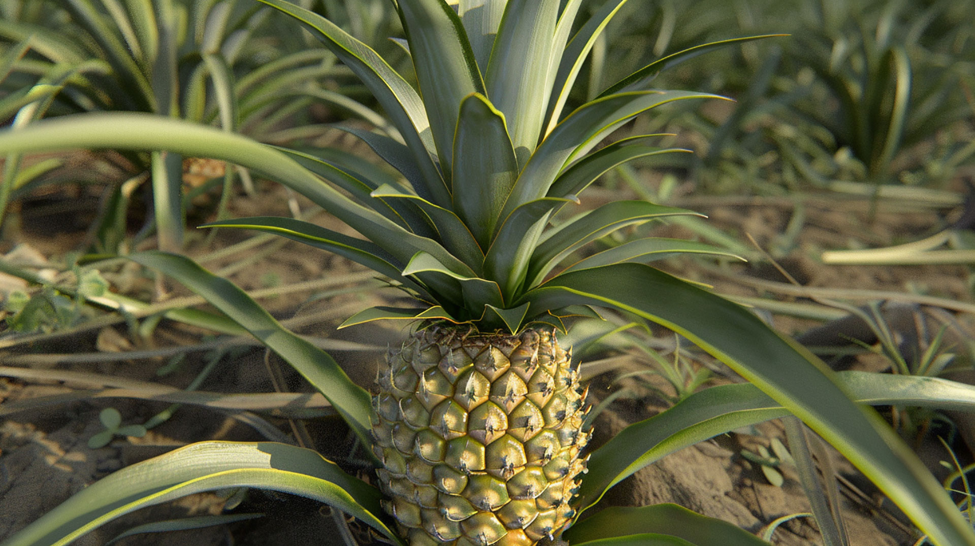 Free Pineapple Tree Stock Photo for Personal and Commercial Use