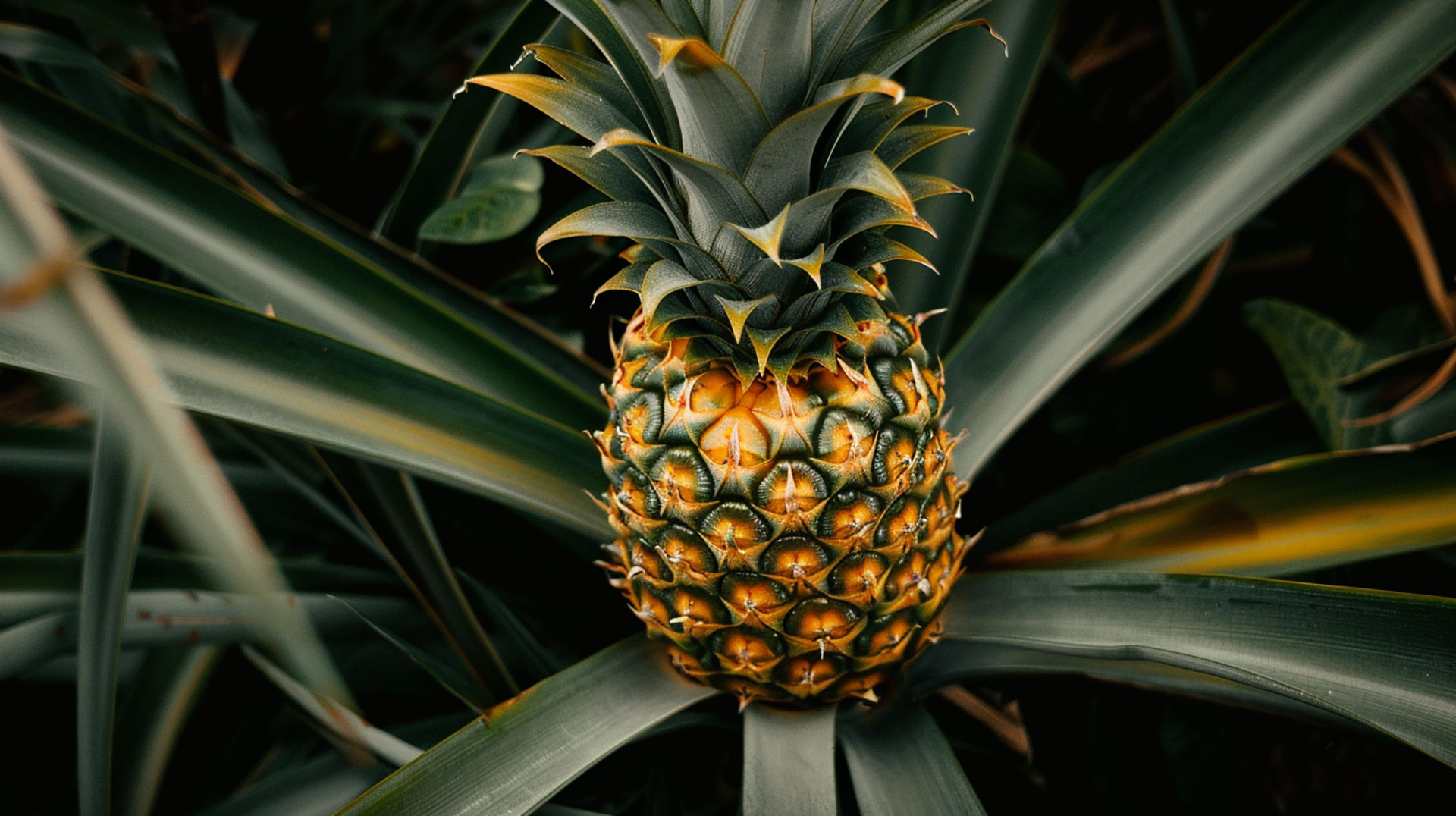 HD Pineapple Tree Photo: Perfect for Digital Art and Design