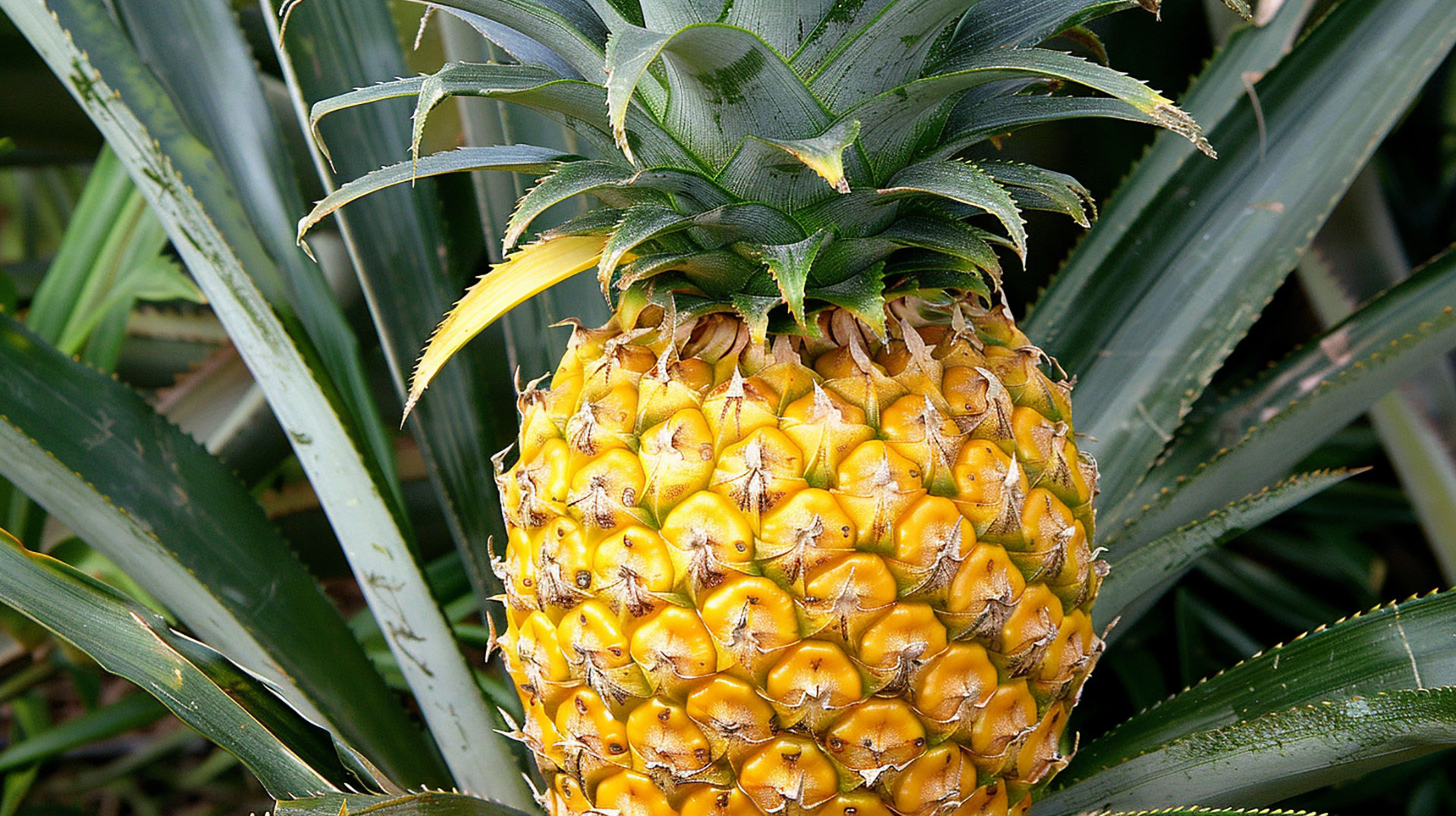 Royalty-Free Pineapple Tree Picture: Perfect for Websites and Blogs