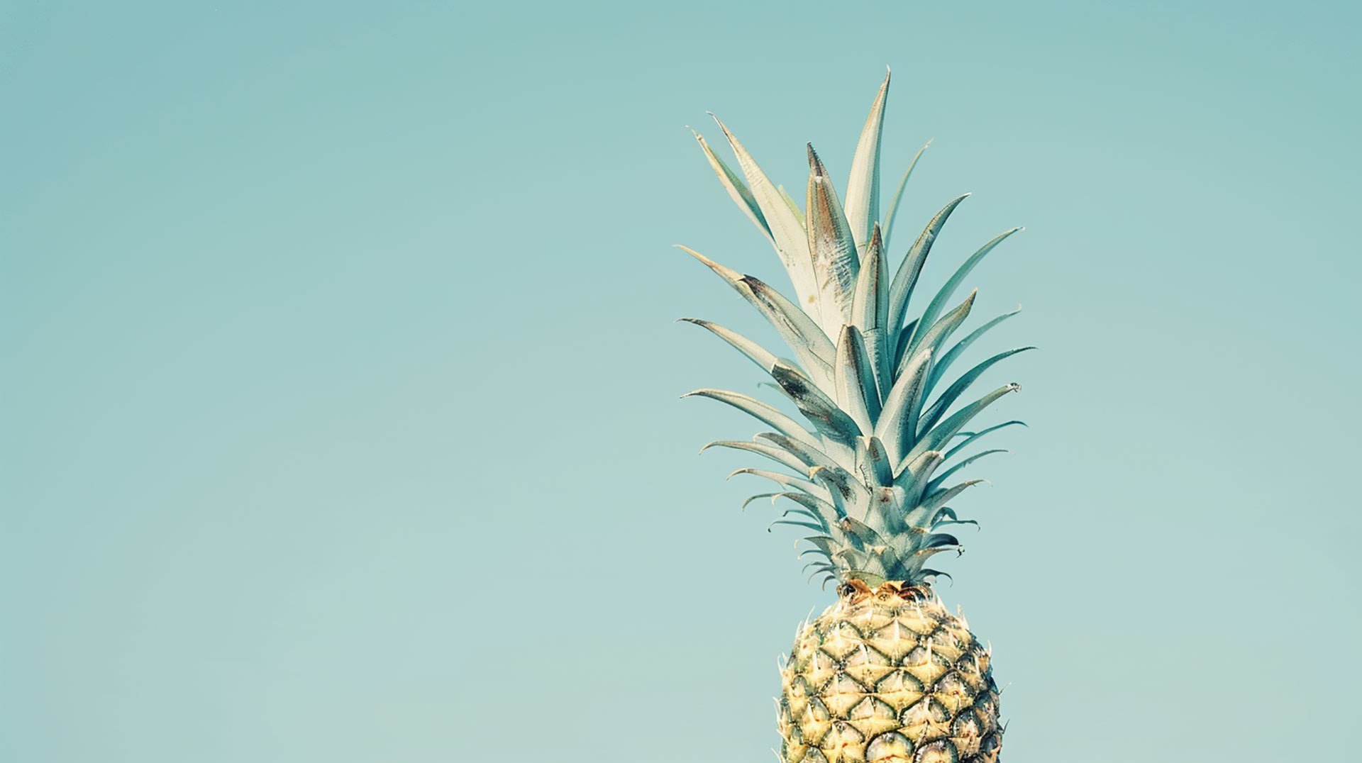 Royalty-Free Pineapple Tree Photo for Commercial Use