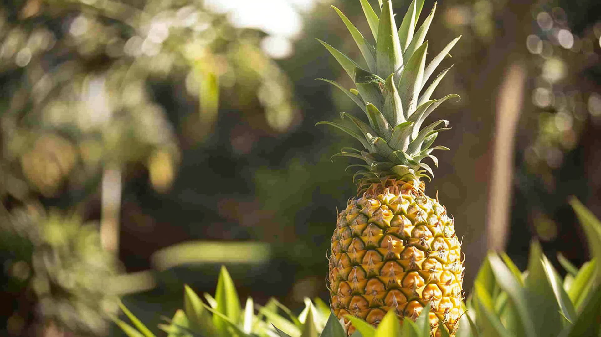 Free HD Pineapple Wallpaper to Brighten Your Desktop Setup