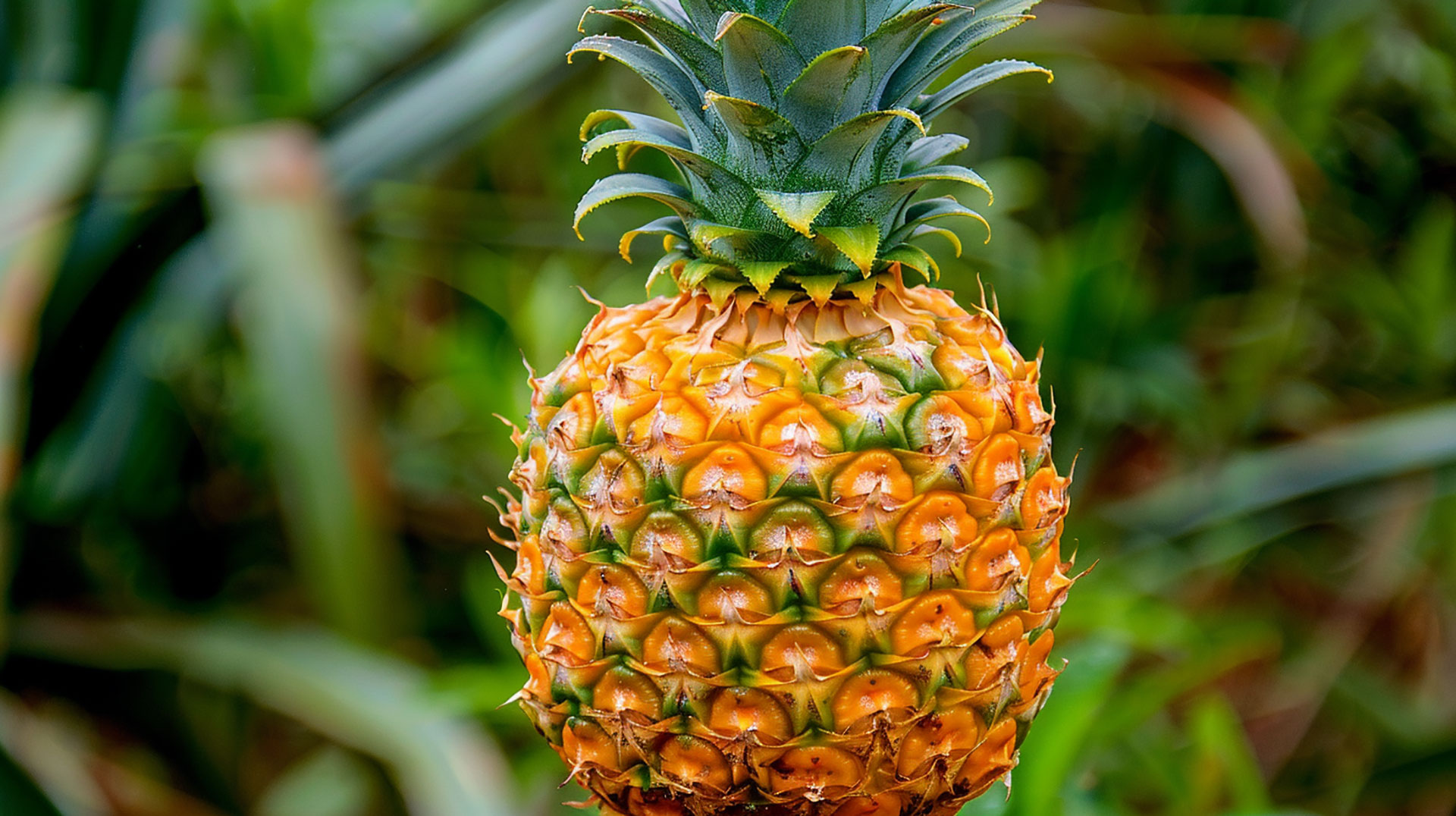 Royalty-Free Ripe Pineapple Image for Commercial Use