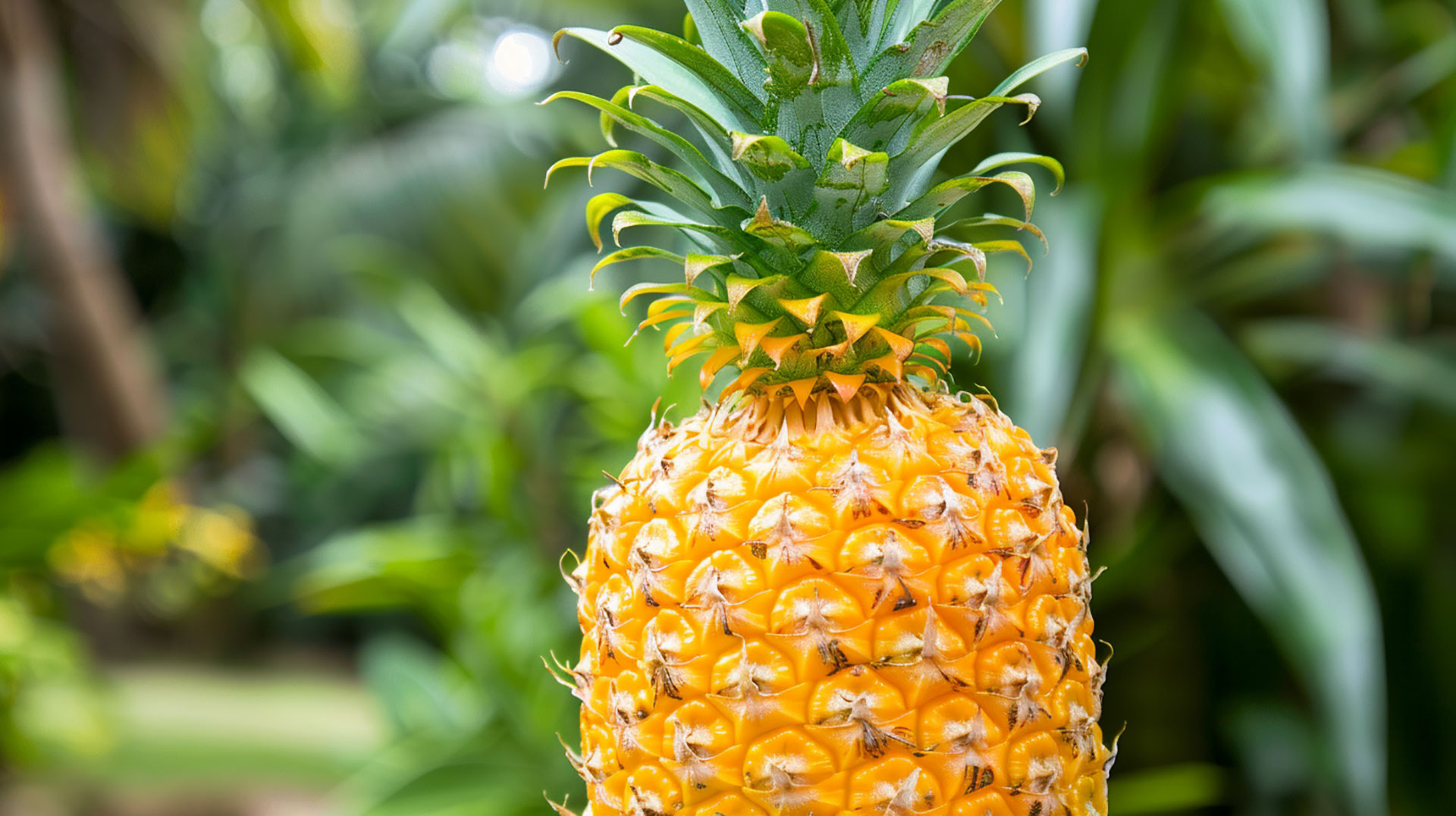 Vibrant Pineapple Picture for Your Screen