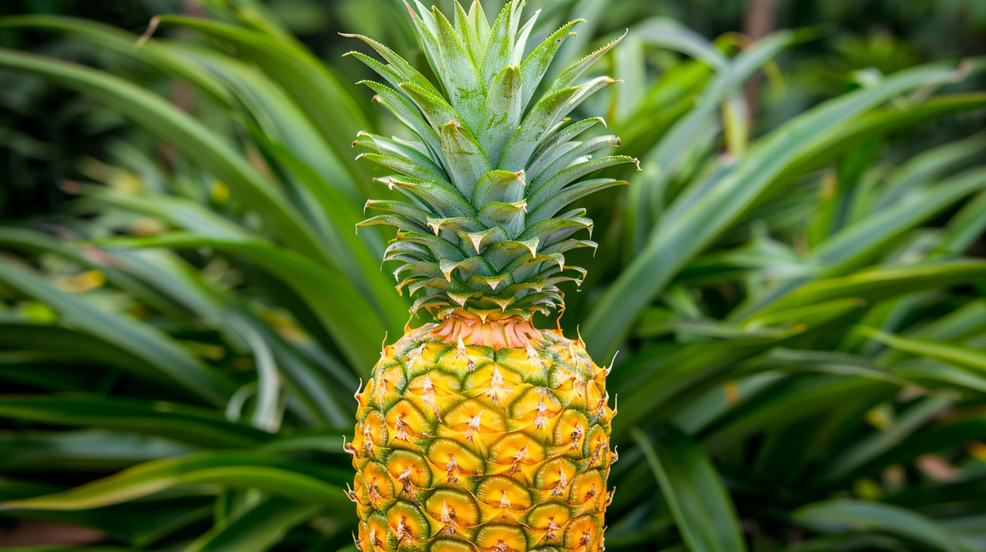 Stunning Picture of Pineapple Plant in High Definition