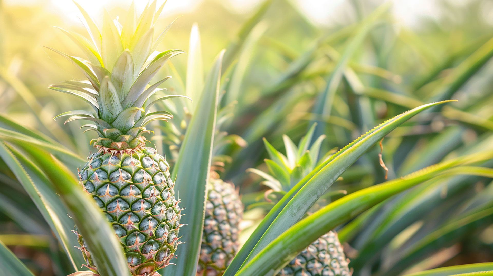 Beautiful 8K Resolution Pineapple Plant Wallpaper for PC