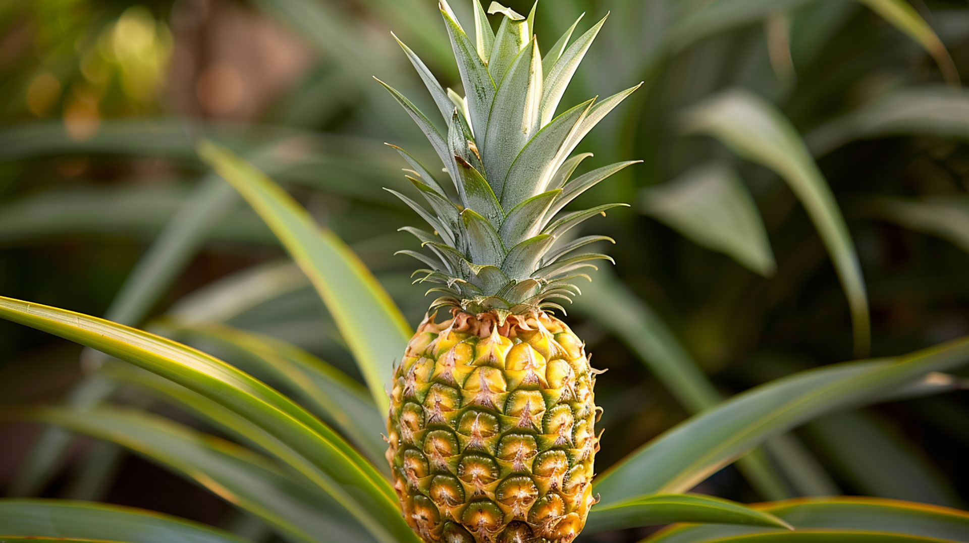 Royalty-Free High-Resolution Pineapple Plant Wallpaper