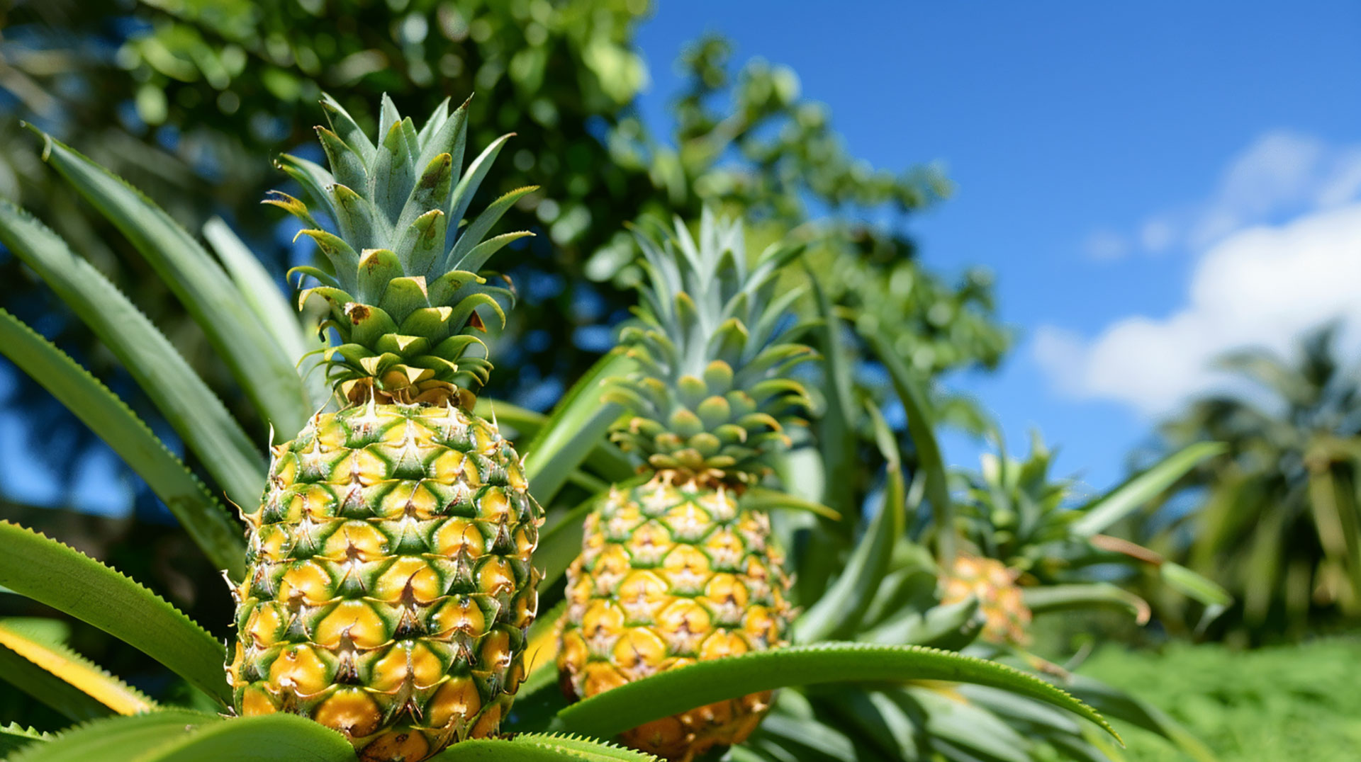 Free HD Pics of a Pineapple Plant for Your PC