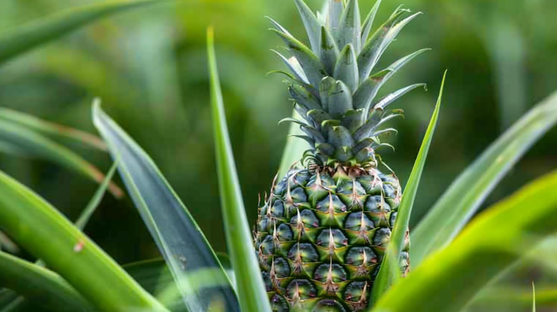 Gorgeous Pineapple Plant in a Digital Background