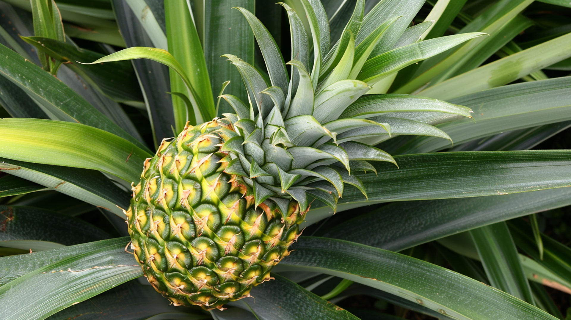 Free Ultra HD Digital Background with Picture of Pineapple Plant