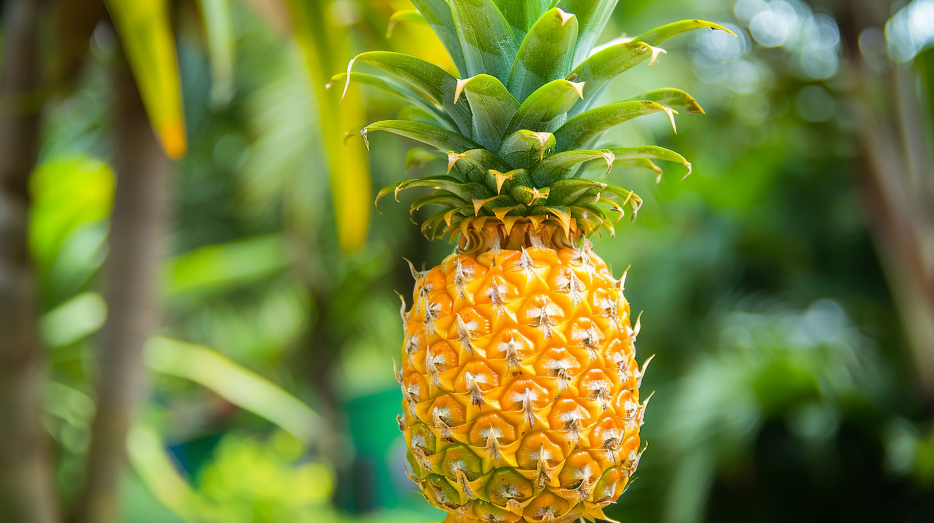 Gorgeous Pineapple Plant Pictures in High Definition