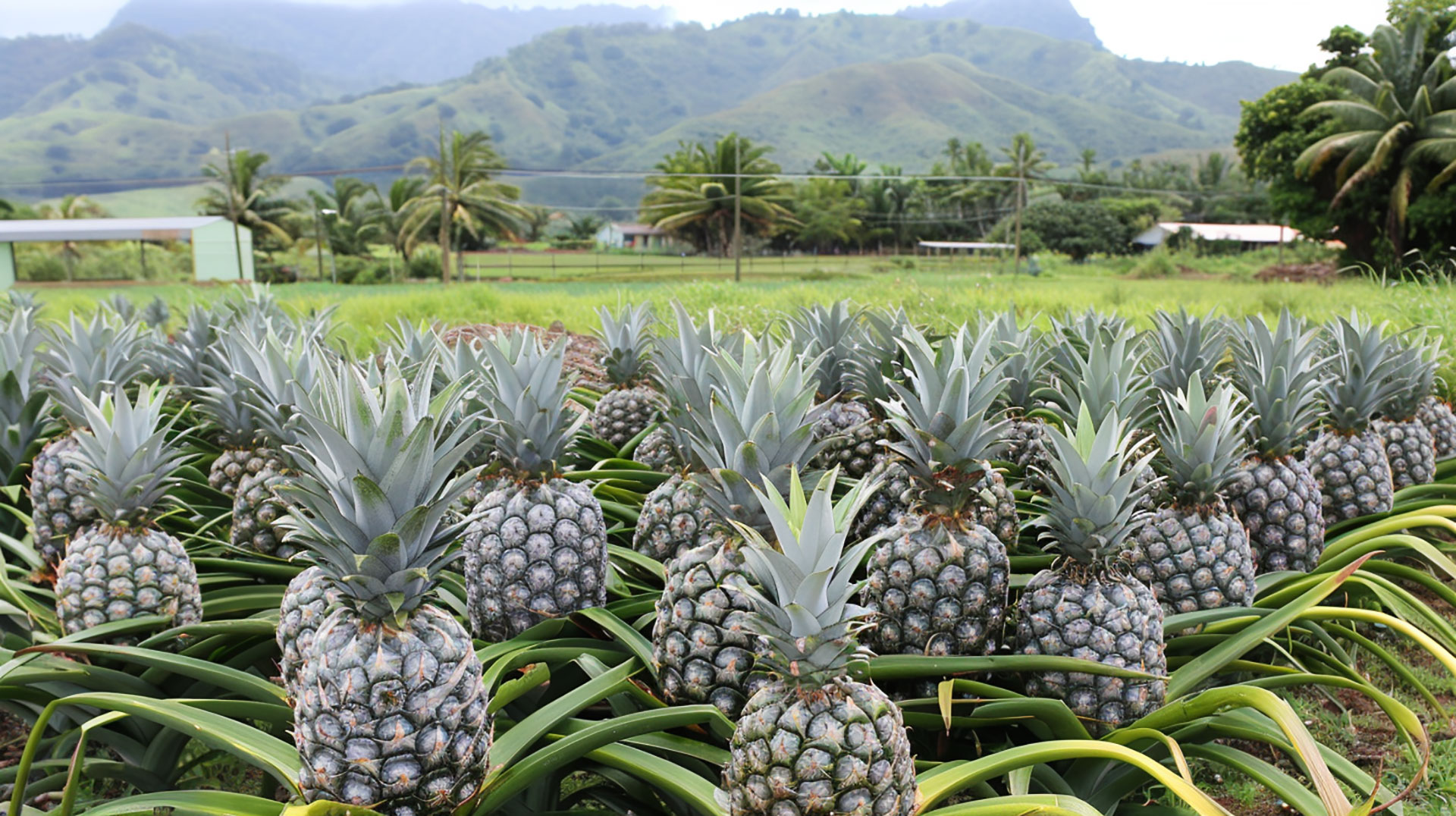 Big Pineapple Plant Wallpaper in 1920x1080