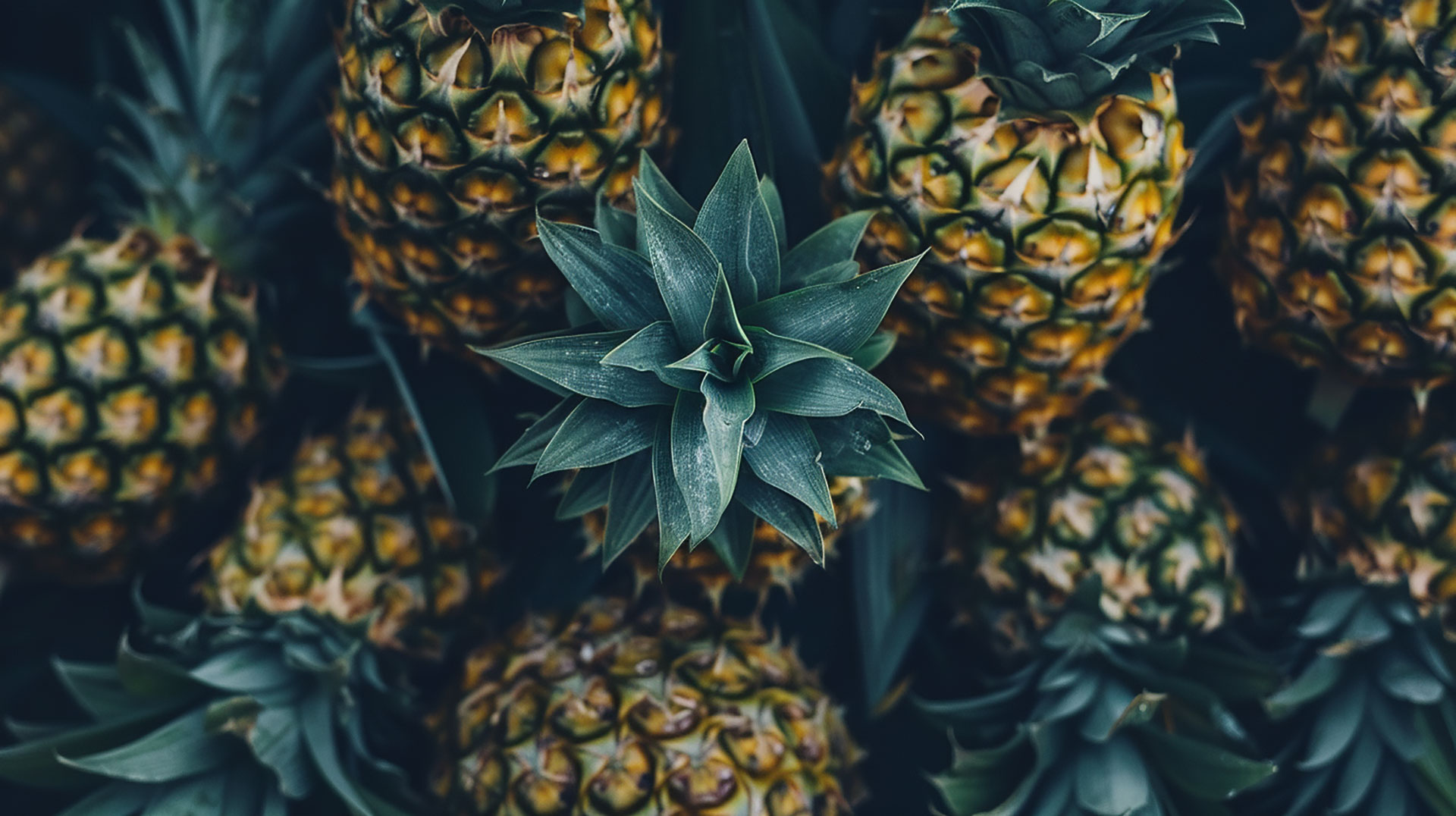 Pineapple Plant Photo for Desktop Download