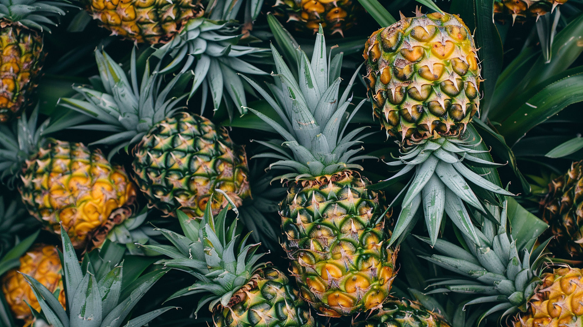 Pineapple Aesthetic Wallpaper Collection in 4K