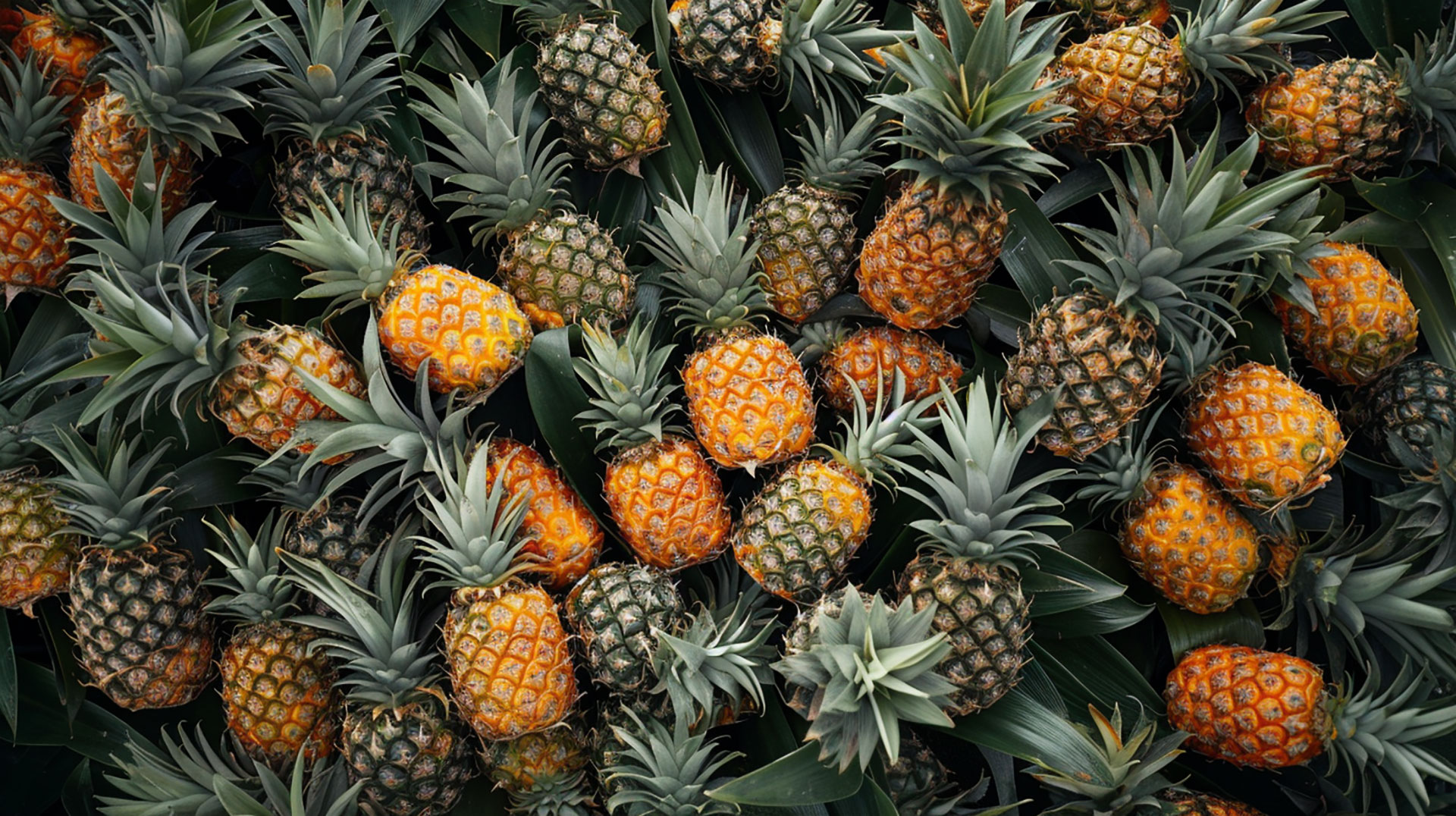 Fresh Aesthetic Pineapple Wallpaper for Modern Displays