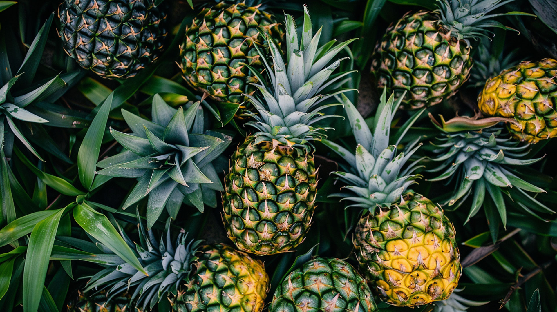 Pineapple Aesthetic Wallpaper in Various Resolutions