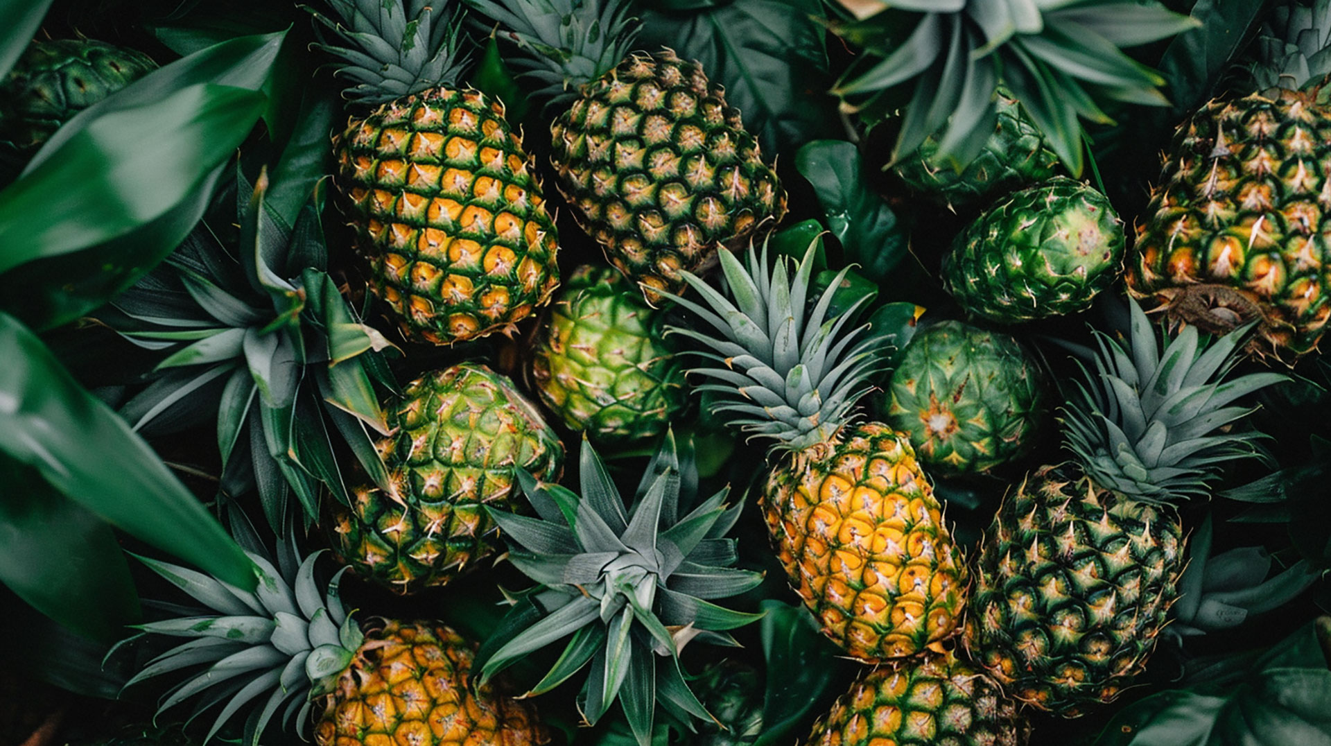 Pineapple Wallpaper: Free to Use and Download