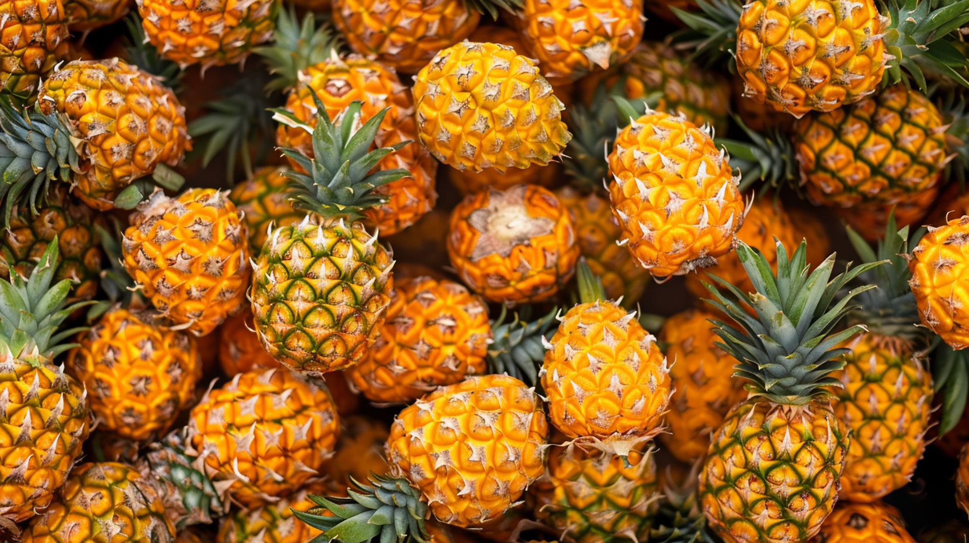 Tropical Pineapple HD Pic for Desktop Backgrounds