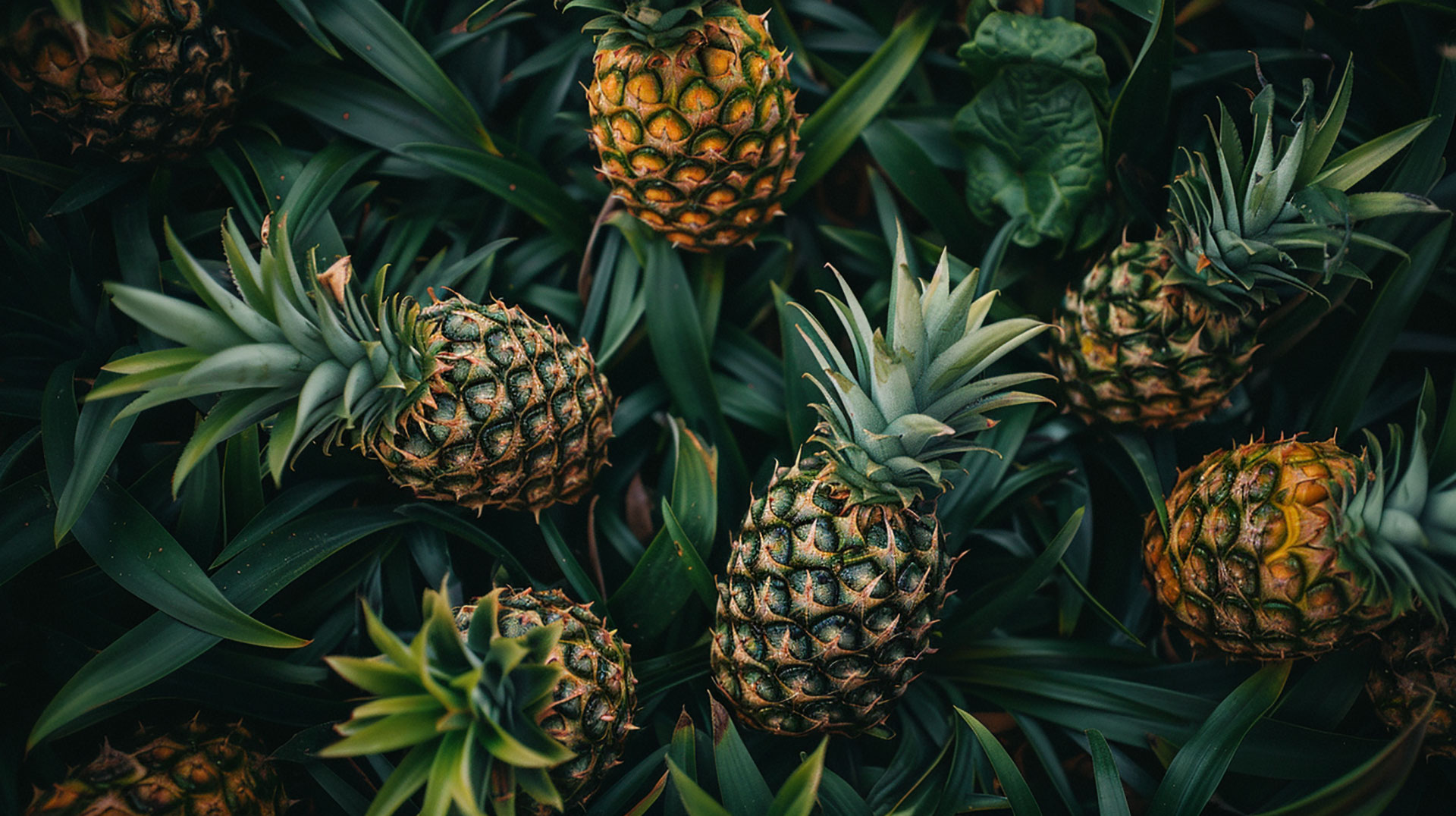 Lush Aesthetic Pineapple Digital Art for Wallpaper