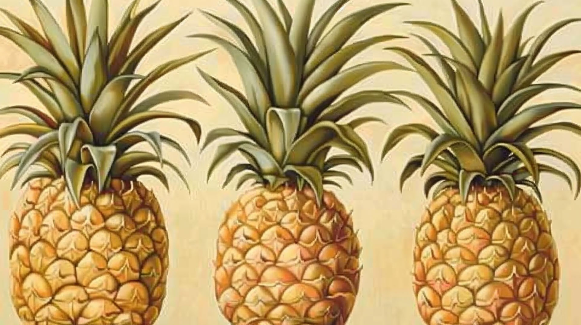 High-Resolution Pineapple Bush Pictures: Suitable for Any Screen Size