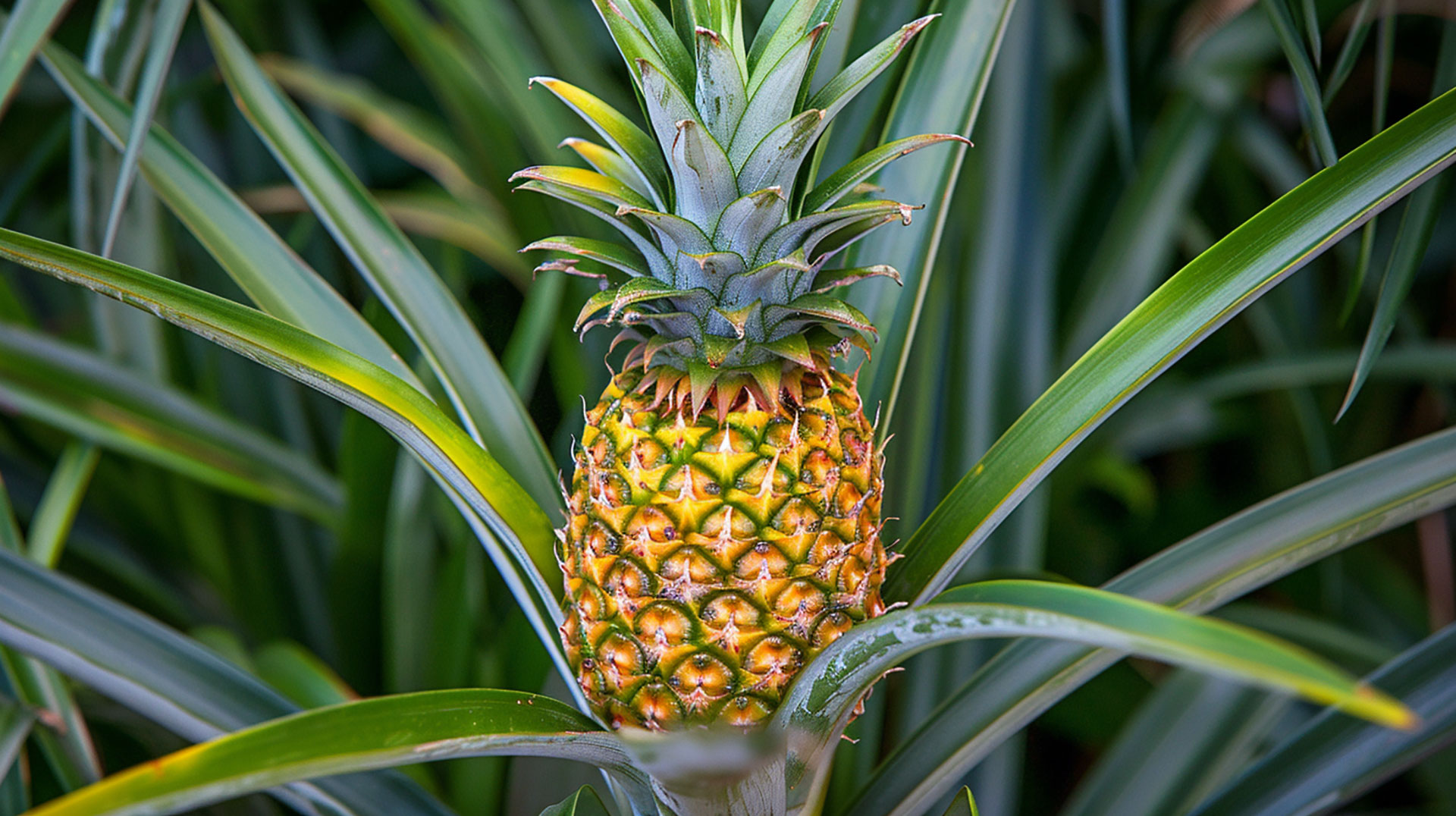 AI-Enhanced Pineapple Bush Images: Free Downloads for Stunning Desktop Backgrounds