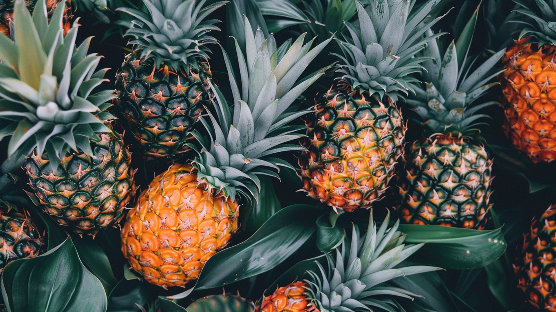 High-Resolution Pineapple Bush Pictures Available for Download